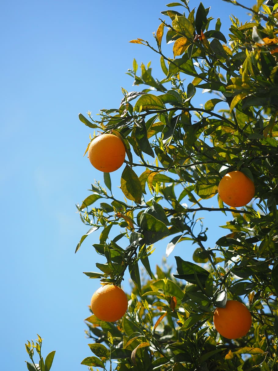 HD wallpaper: oranges, fruits, orange tree, citrus fruits, leaves, aesthetic