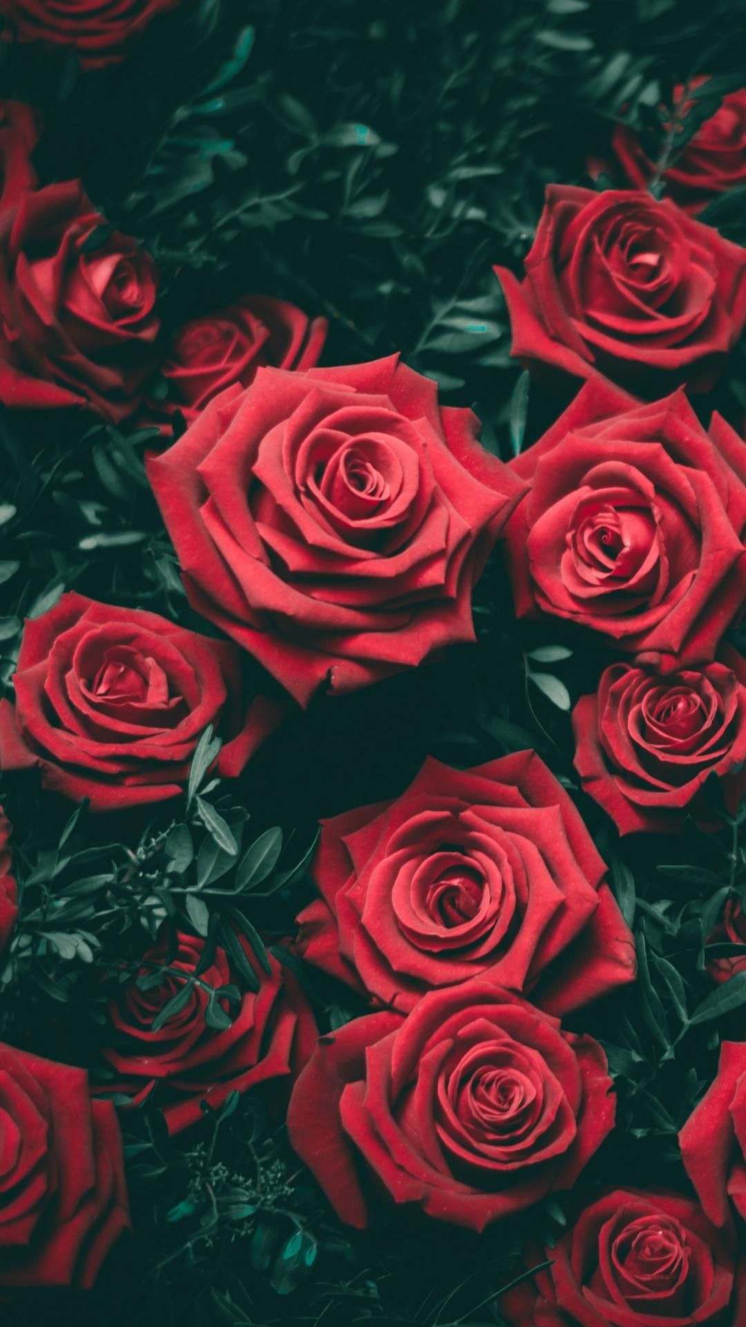 IPhone wallpaper with red roses - Beautiful