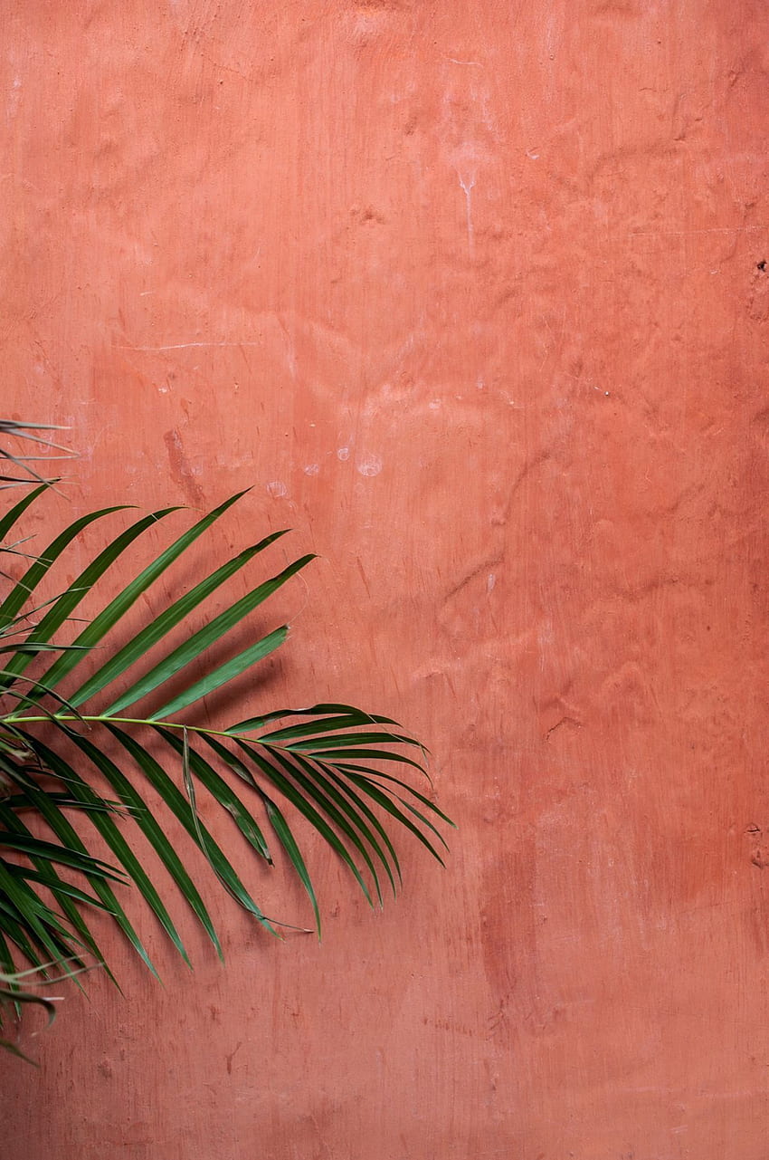 Abbie Yeske on. Plants, Peach aesthetic, , Coral Aesthetic HD phone wallpaper