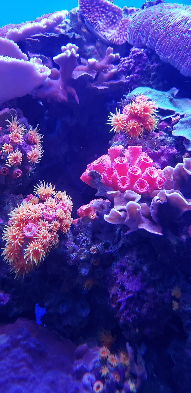 A purple coral with pink and orange anemones on top of it. - Coral