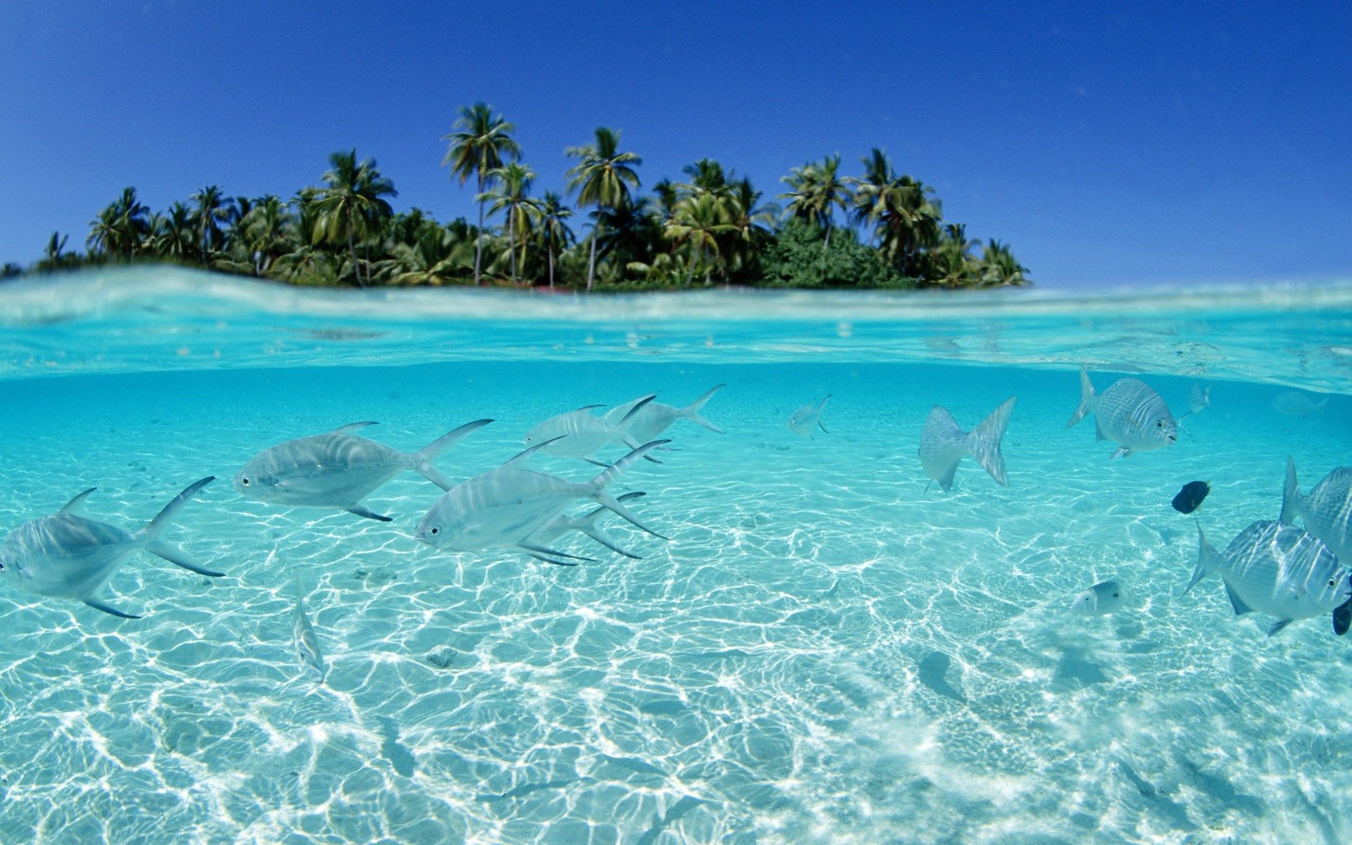 hawaii desktop background wallpaper. Playas de venezuela, Playas paradisiacas, Playas hermosas