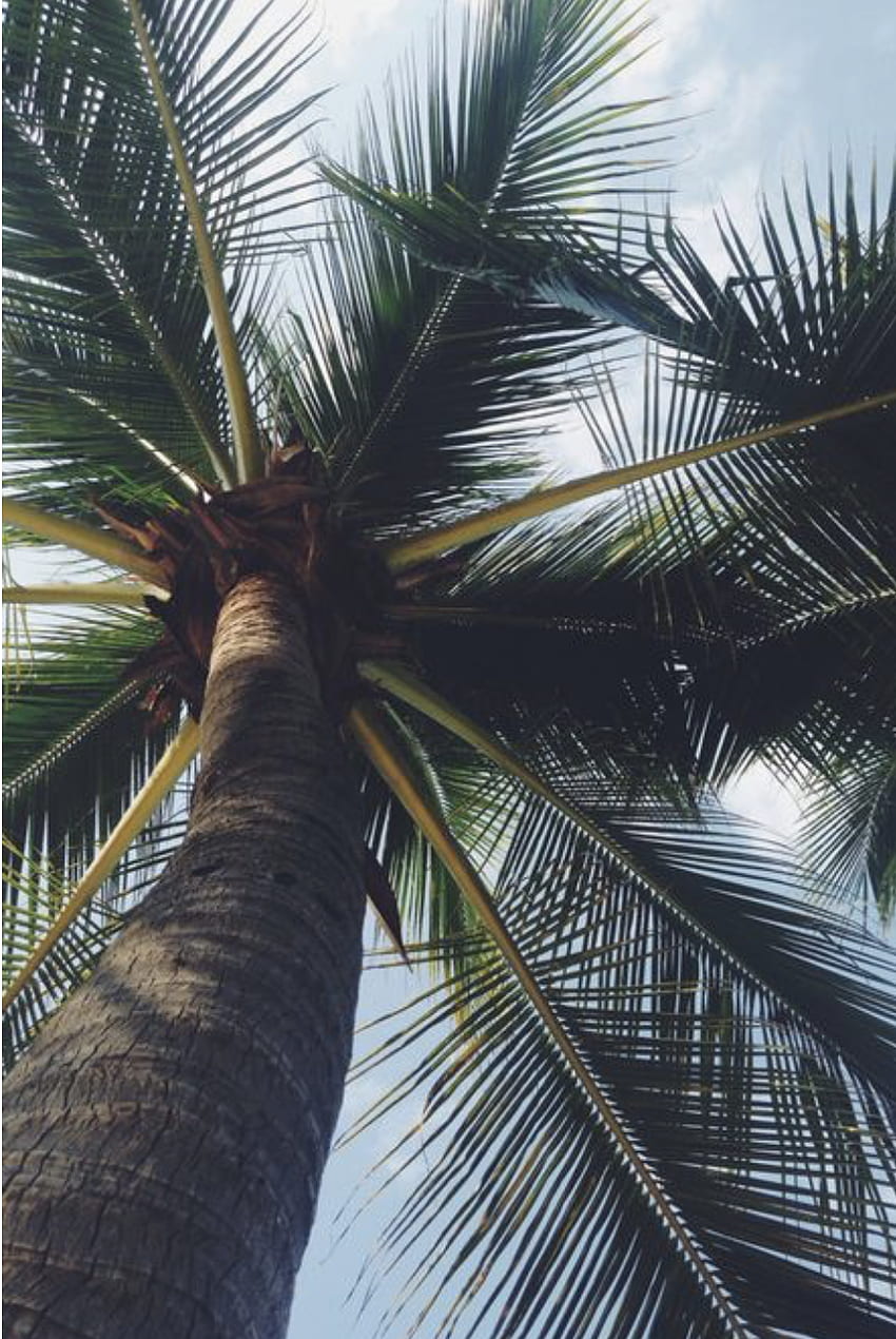 Hawaii aesthetic palm trees HD wallpaper
