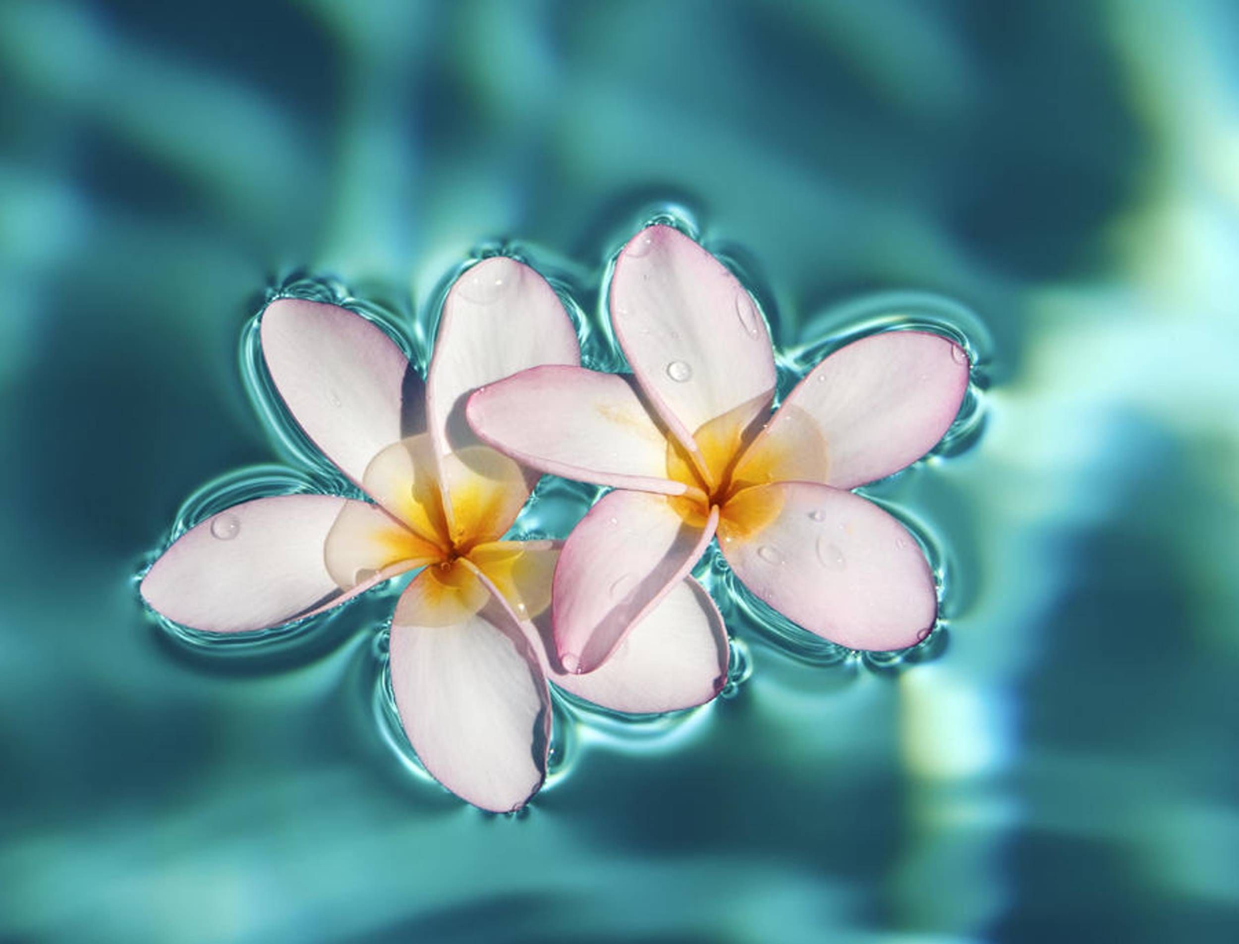 Hawaiian Flower Desktop Wallpaper Free Hawaiian Flower Desktop Background