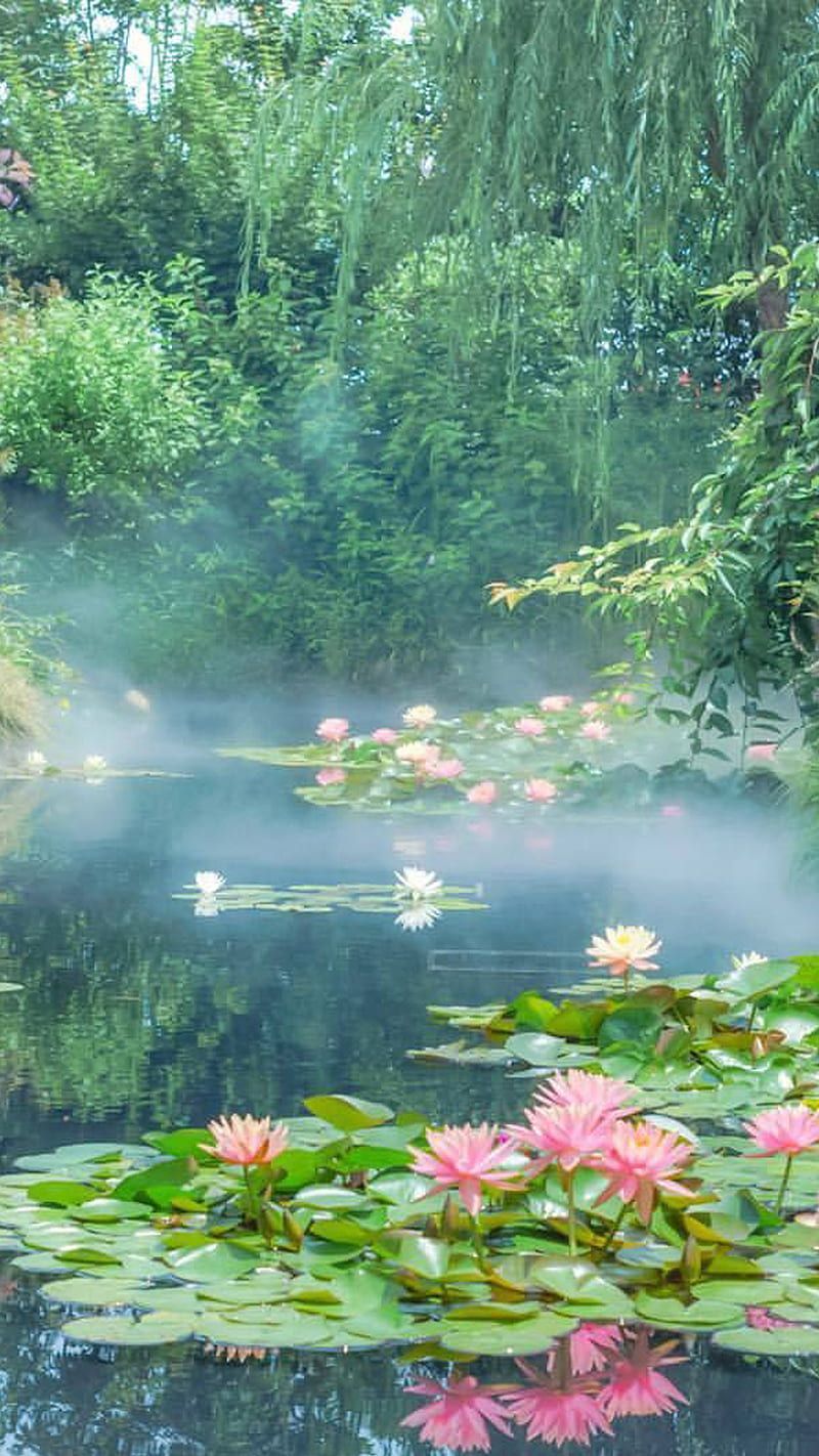 A pond with water lilies and fog - Landscape, forest, nature, scenery, lake