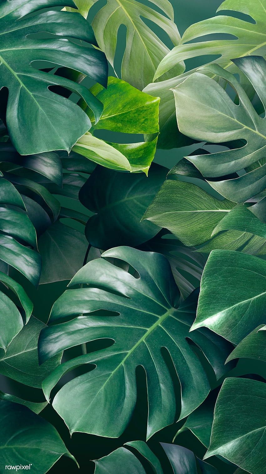 A close up of some green leaves - Leaves, Monstera