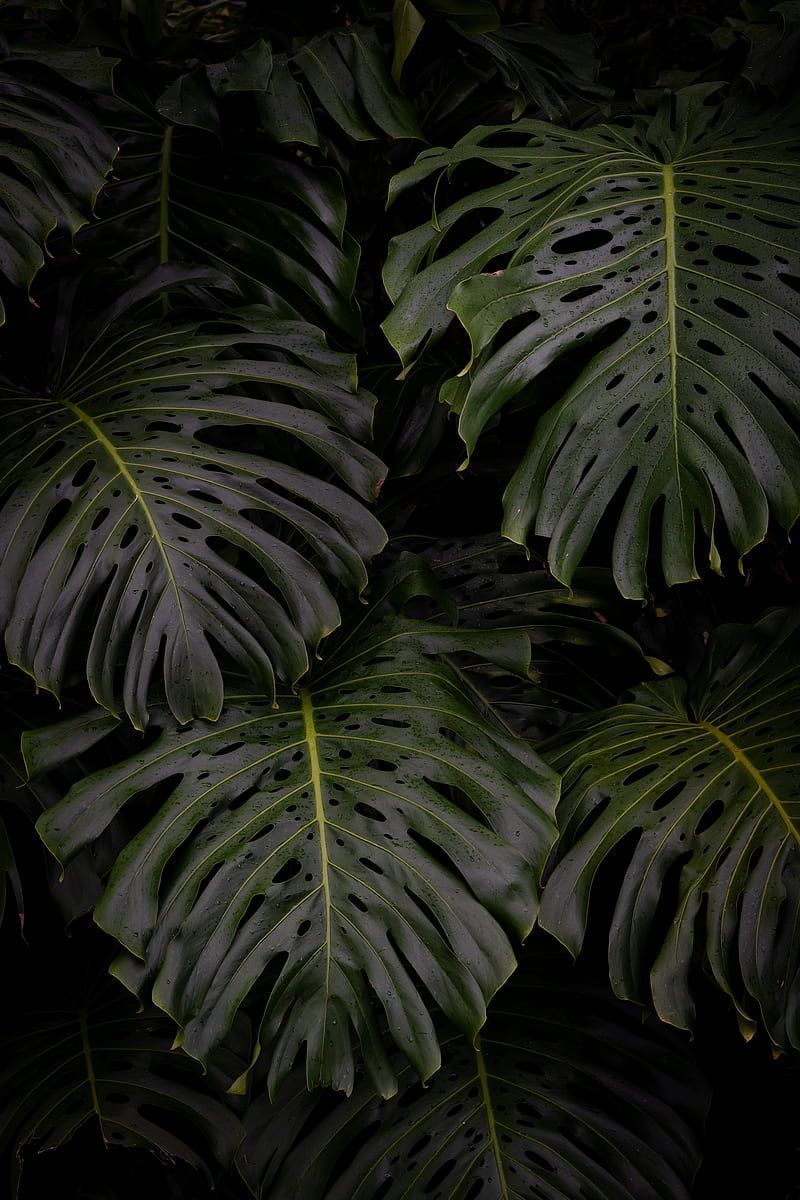 Monstera, leaves, plant, green, HD phone wallpaper