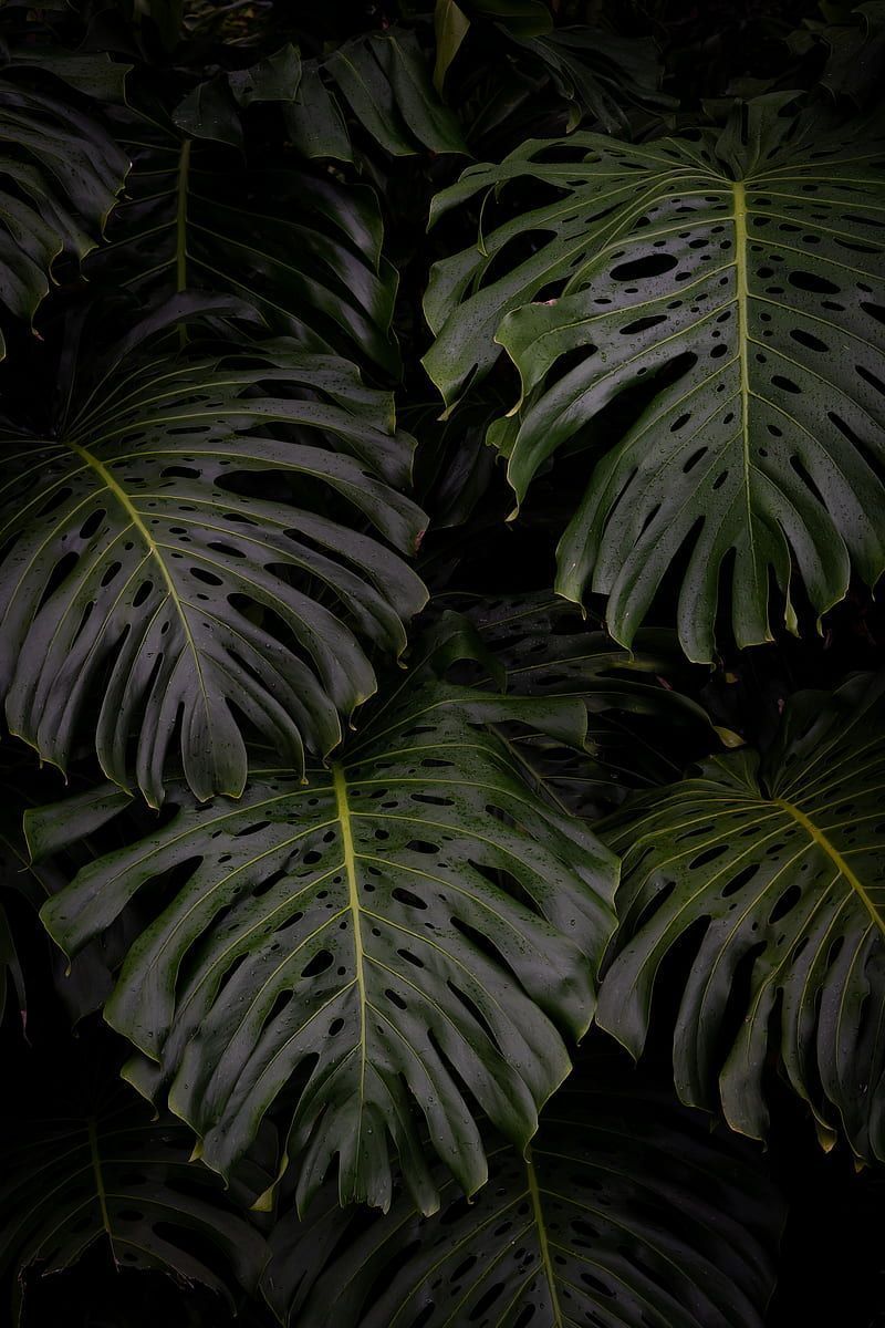 A close up of some green leaves - Monstera