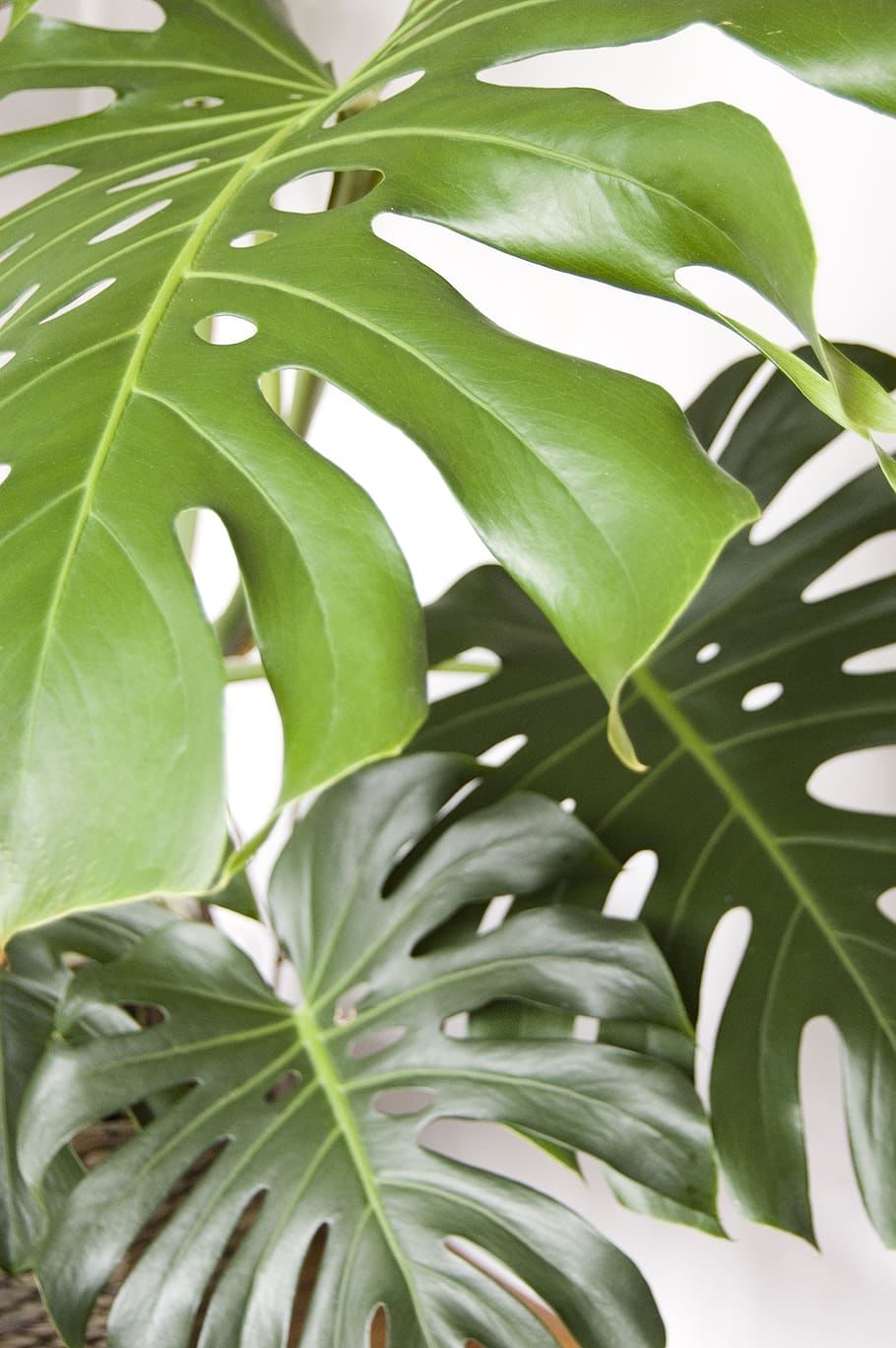 A large green leafy plant on a white background. - Monstera