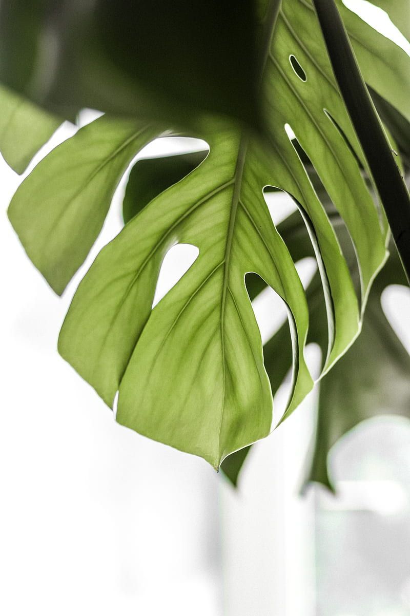 A close up of a monstera leaf in a white vase. - Monstera