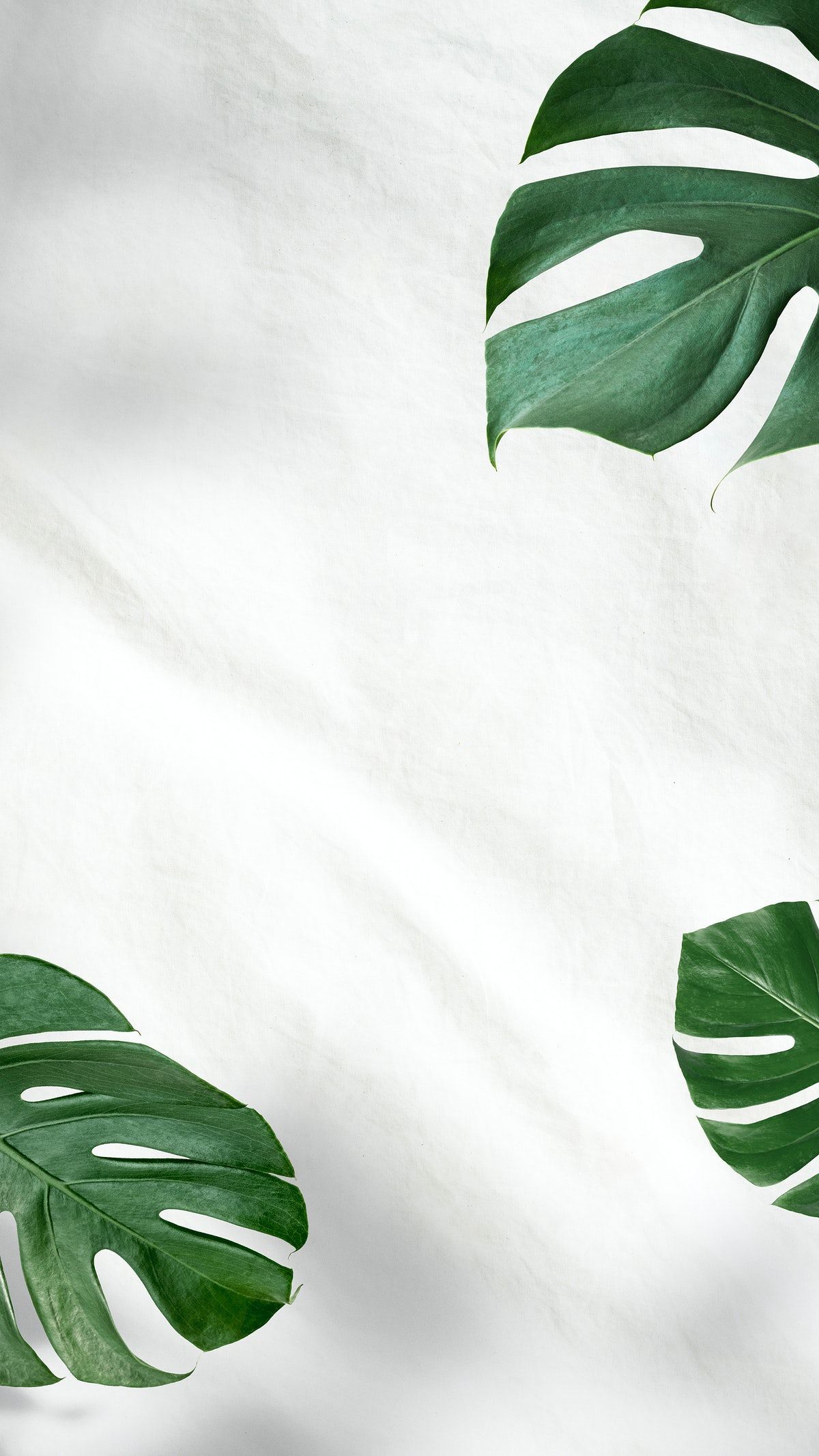 A green leaf is on top of white paper - Monstera