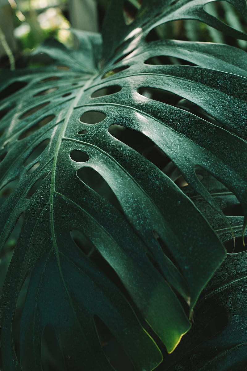 A close up of the leaf on this plant - Monstera