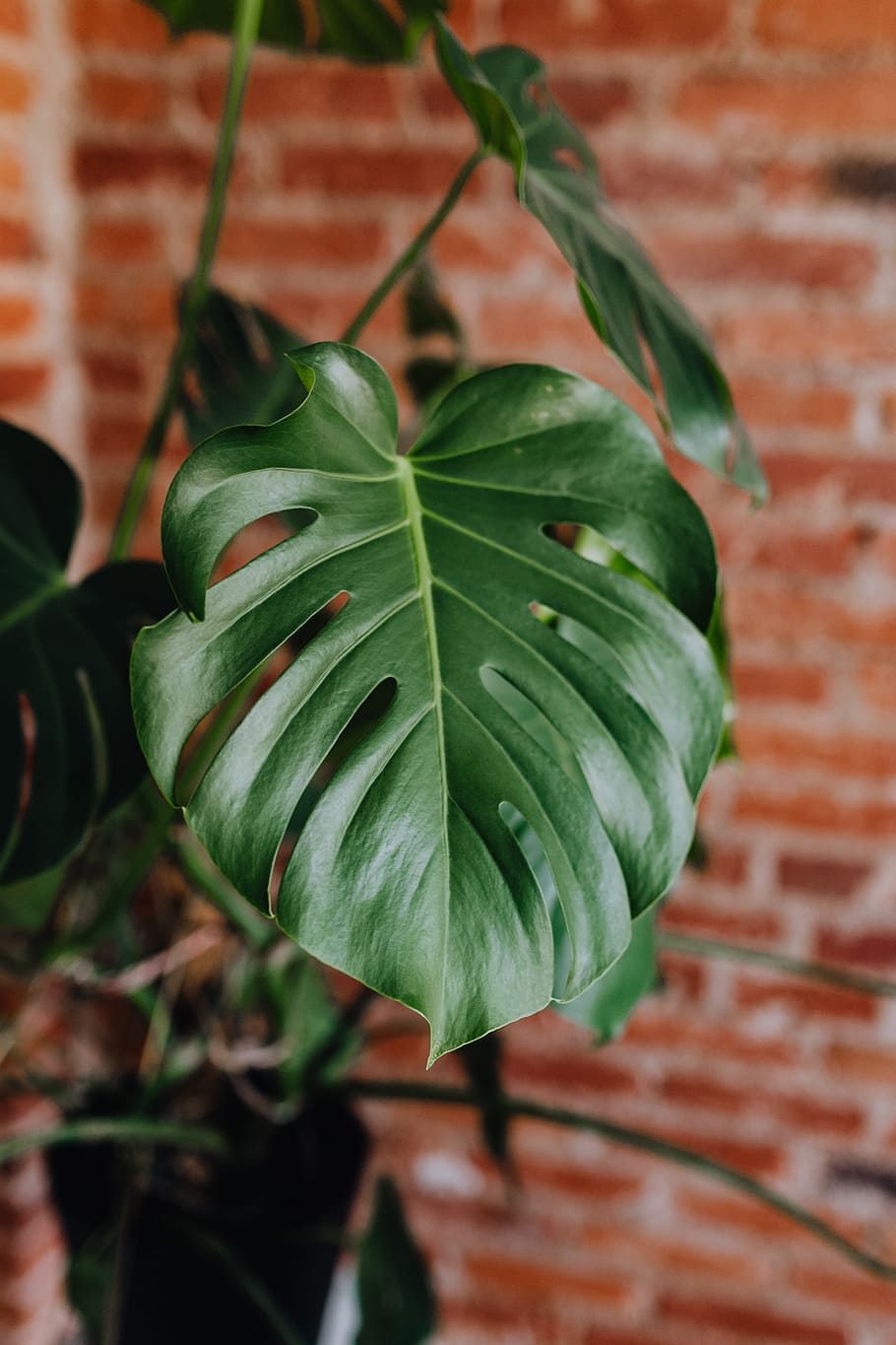 HD wallpaper: Green leaves of Monstera plant growing at home, interior, leaf