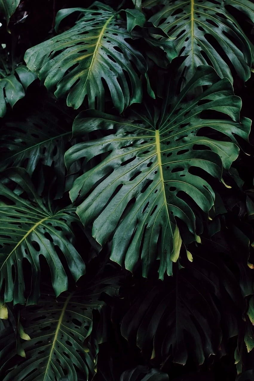 A close up of the leaves of a monstera deliciosa plant - Monstera