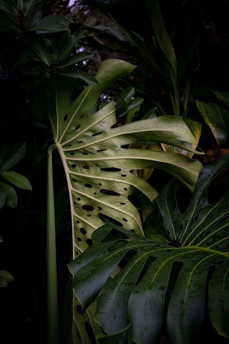 A large green leaf with holes in it - Monstera