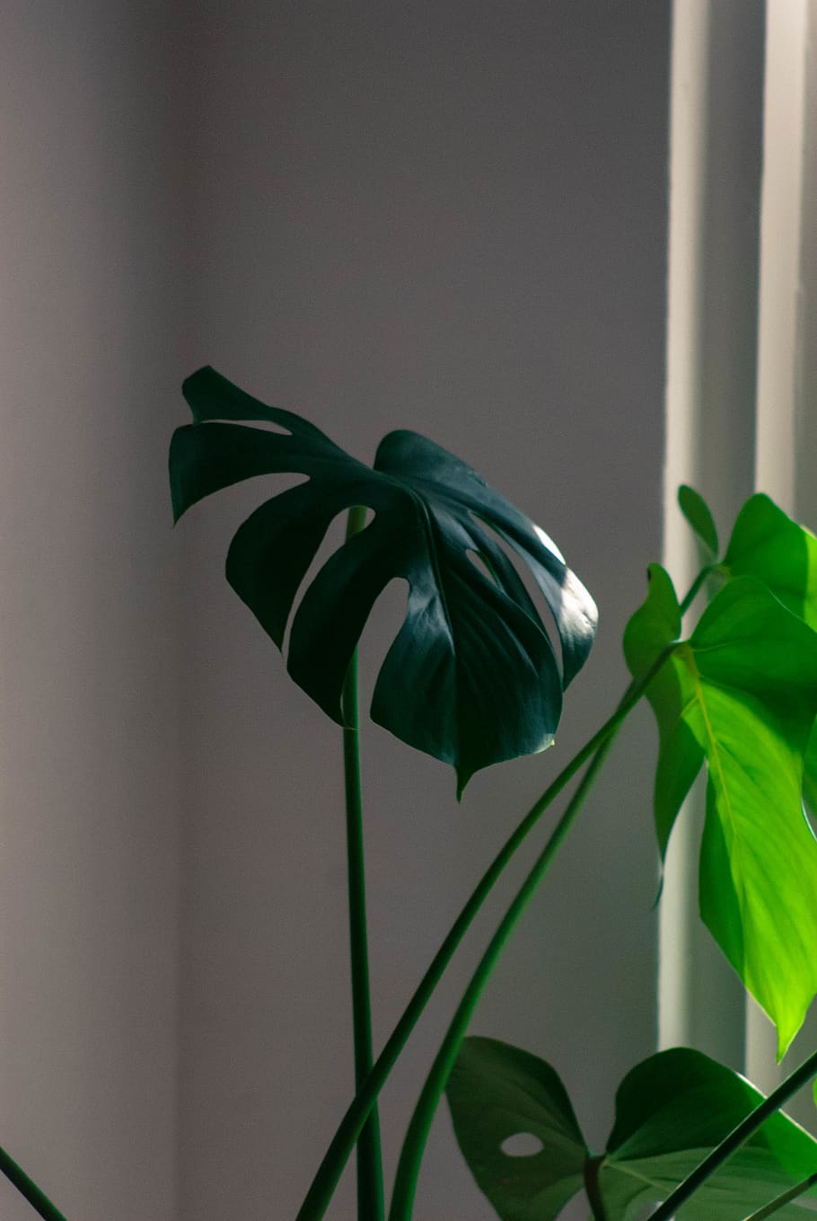 Monstera deliciosa leaves on a plant in a room - Monstera