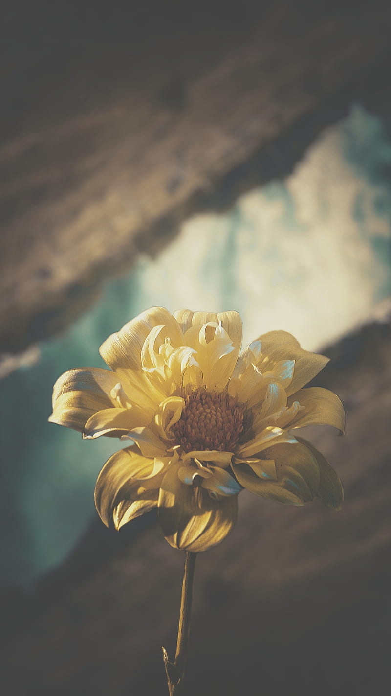 Yellow flower, Sunflower, Trigraphy, aesthetic, colourful, light, magical, petals, HD phone wallpaper
