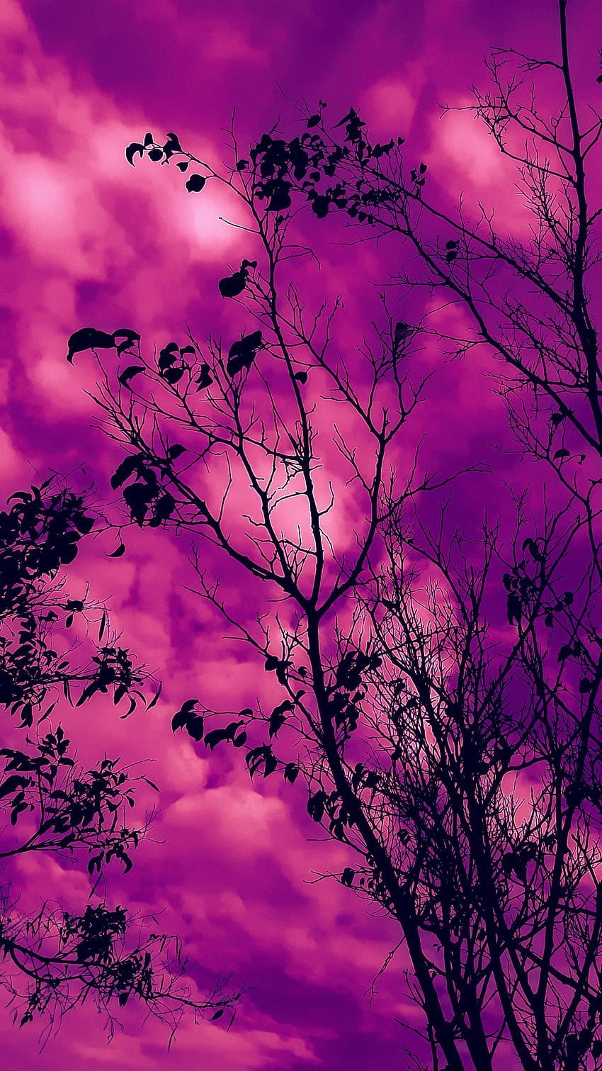 A tree silhouetted against a purple sky - Magenta