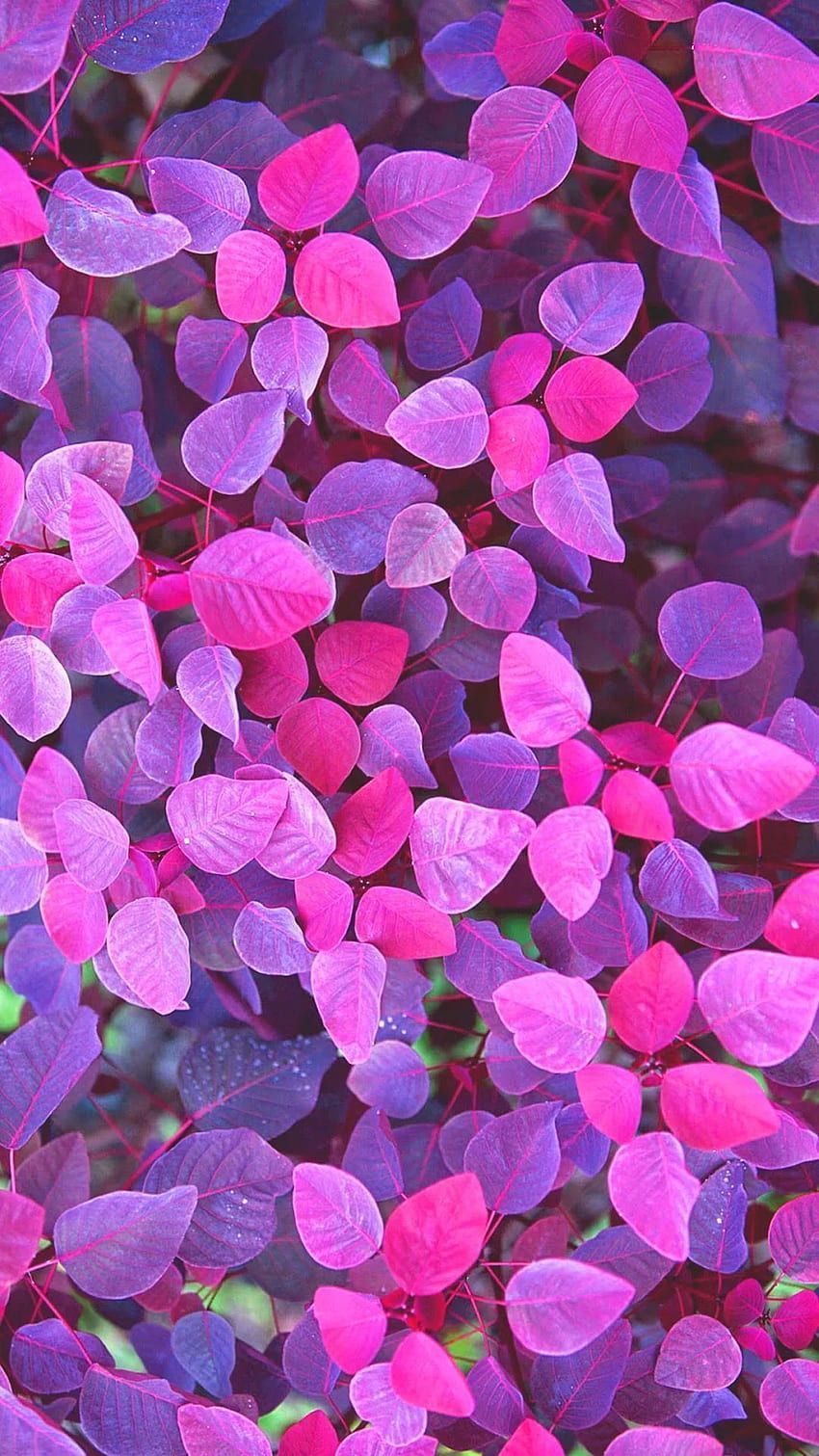 A bunch of purple and pink leaves - Magenta