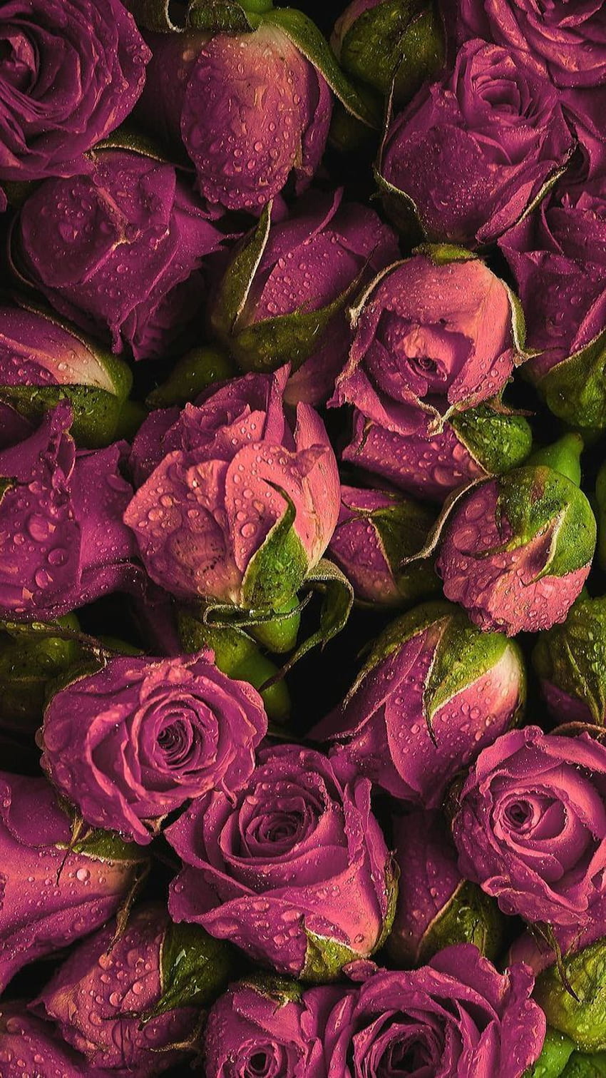 A bunch of purple roses with water droplets on them. - Magenta