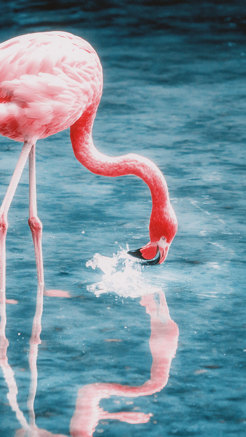 A flamingo standing in water with its reflection - Flamingo, water