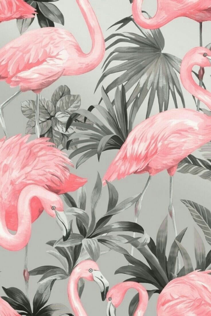 wallpaper. Flamingo wallpaper, Pink flamingo wallpaper, Flamingo