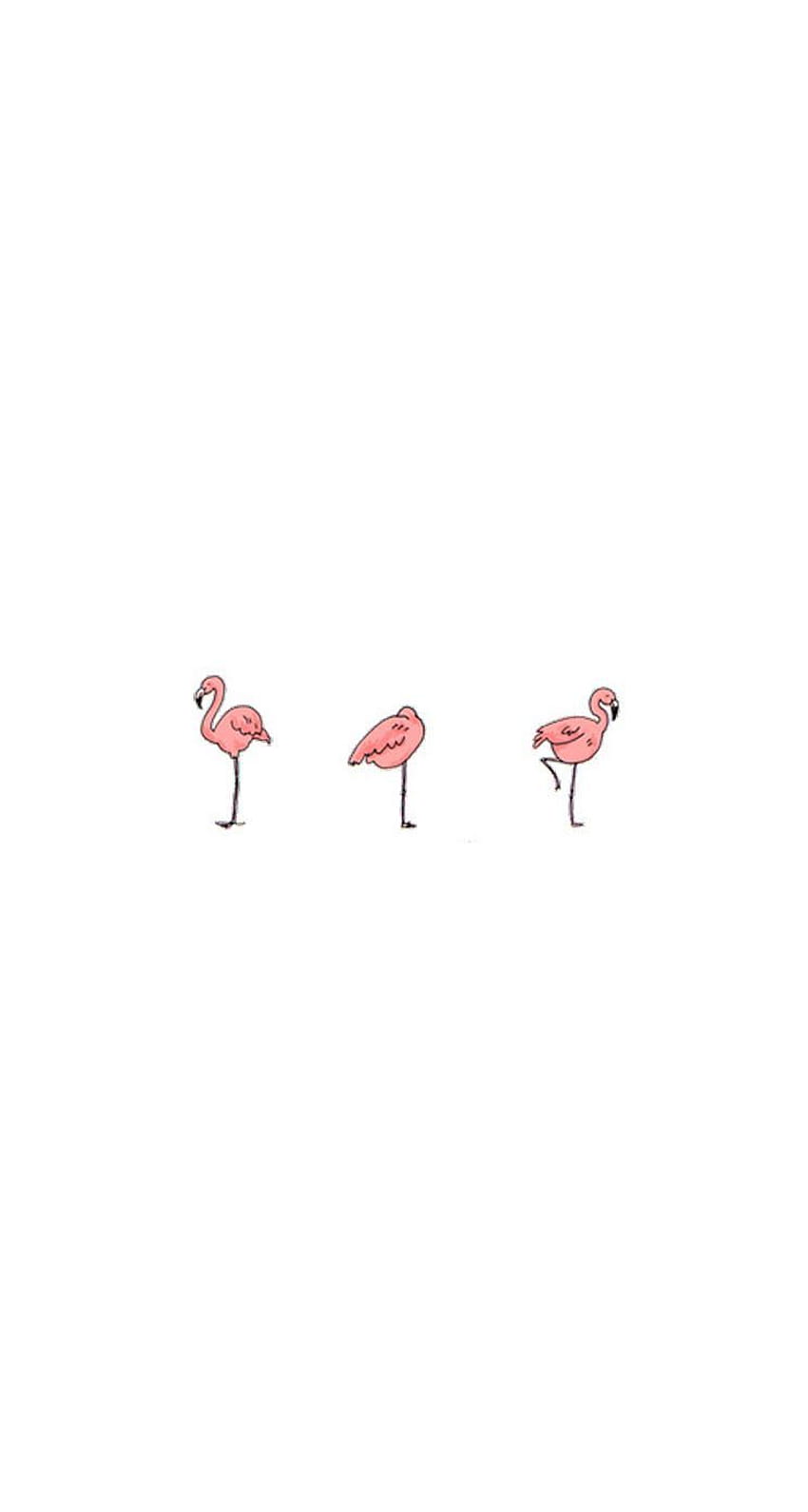 Three flamingos on a white background - Flamingo