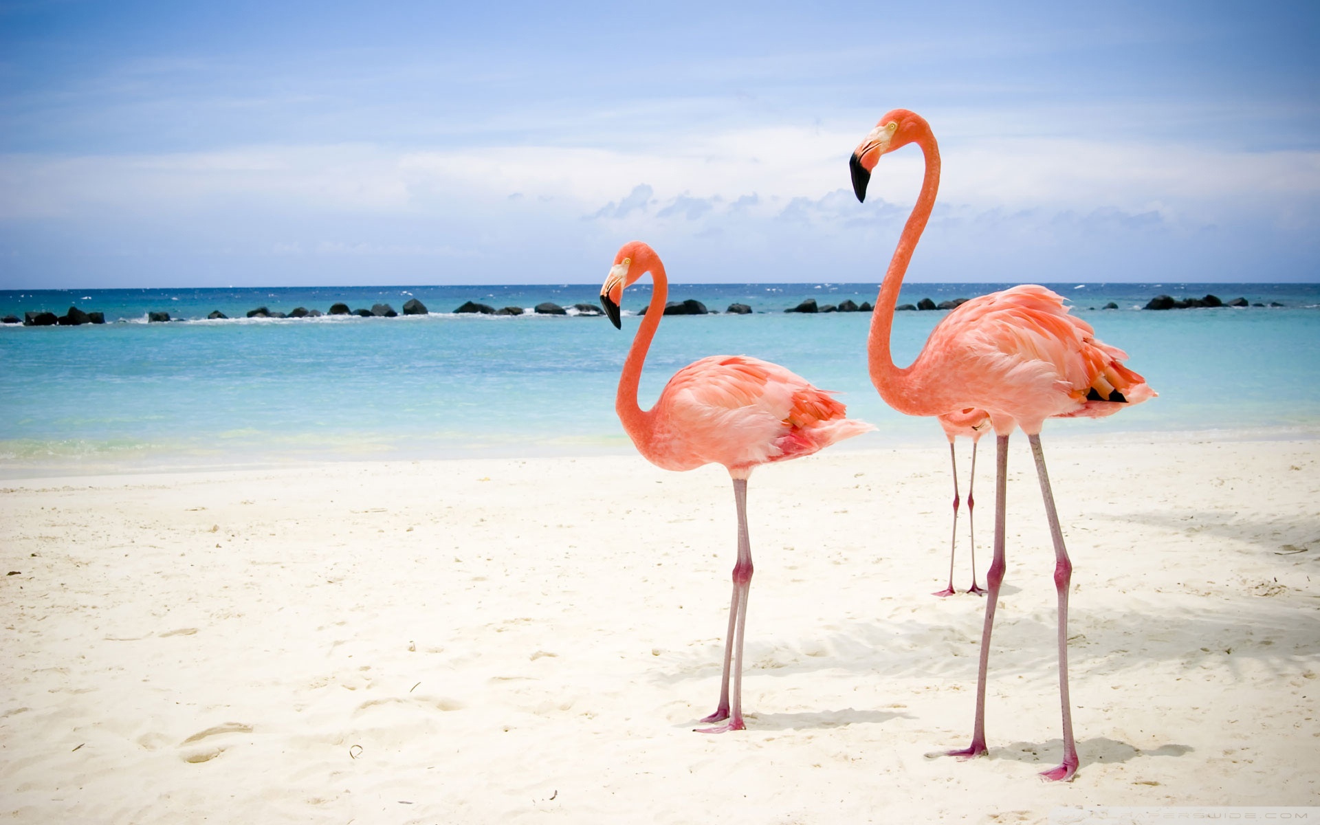 A couple of flamingos standing on the beach - Flamingo