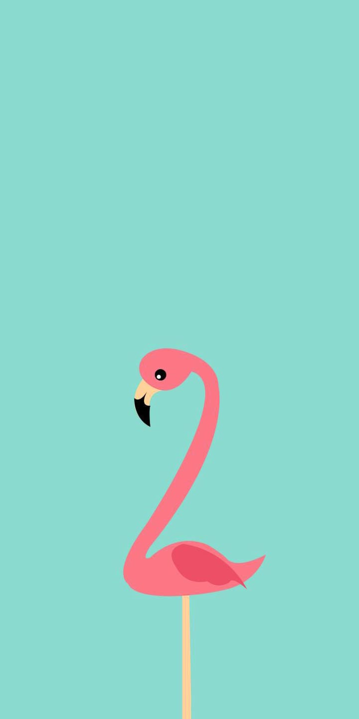 A flamingo is standing on one leg with its head down - Flamingo