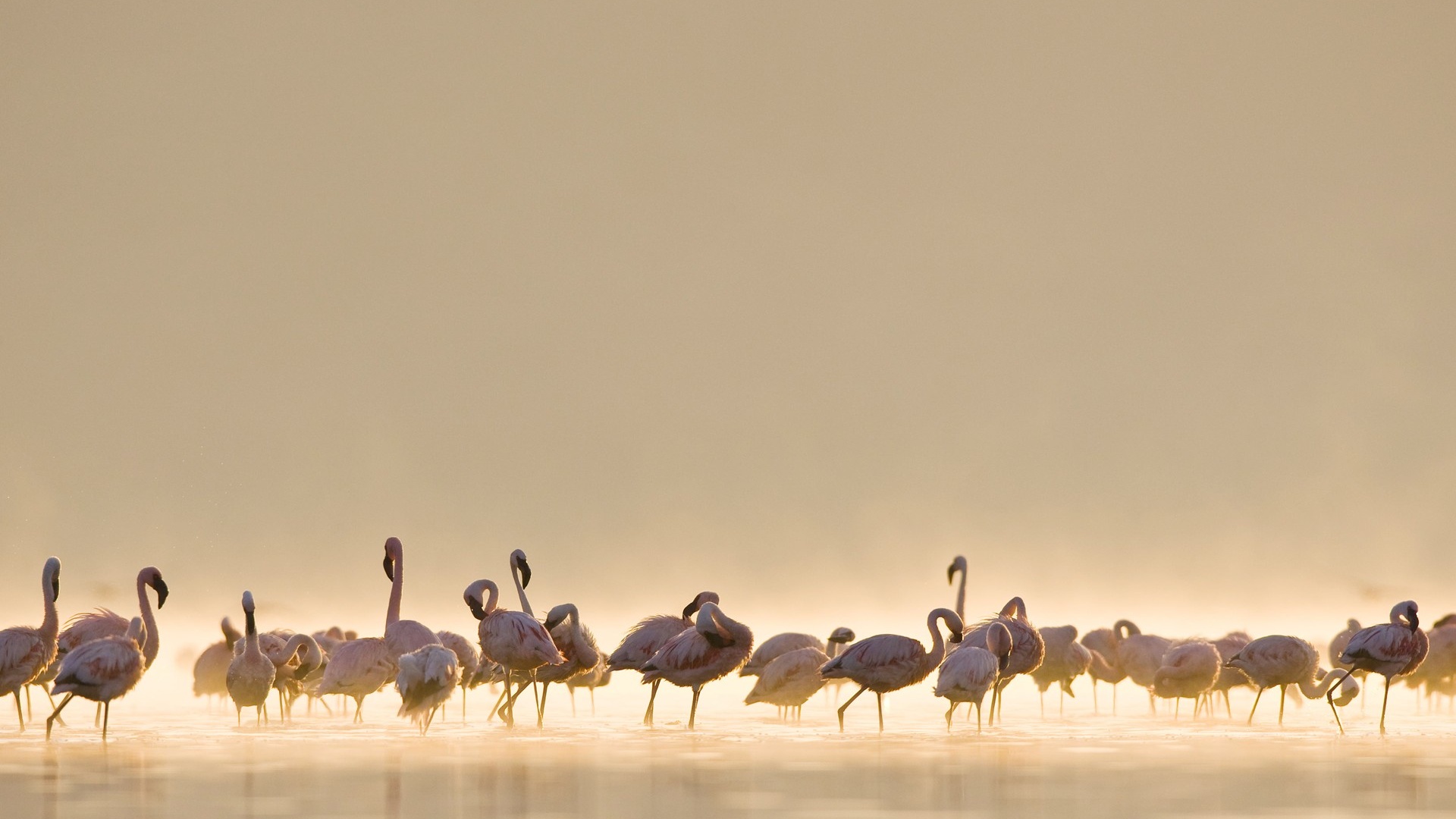A flock of flamingos stand in the water. - Flamingo