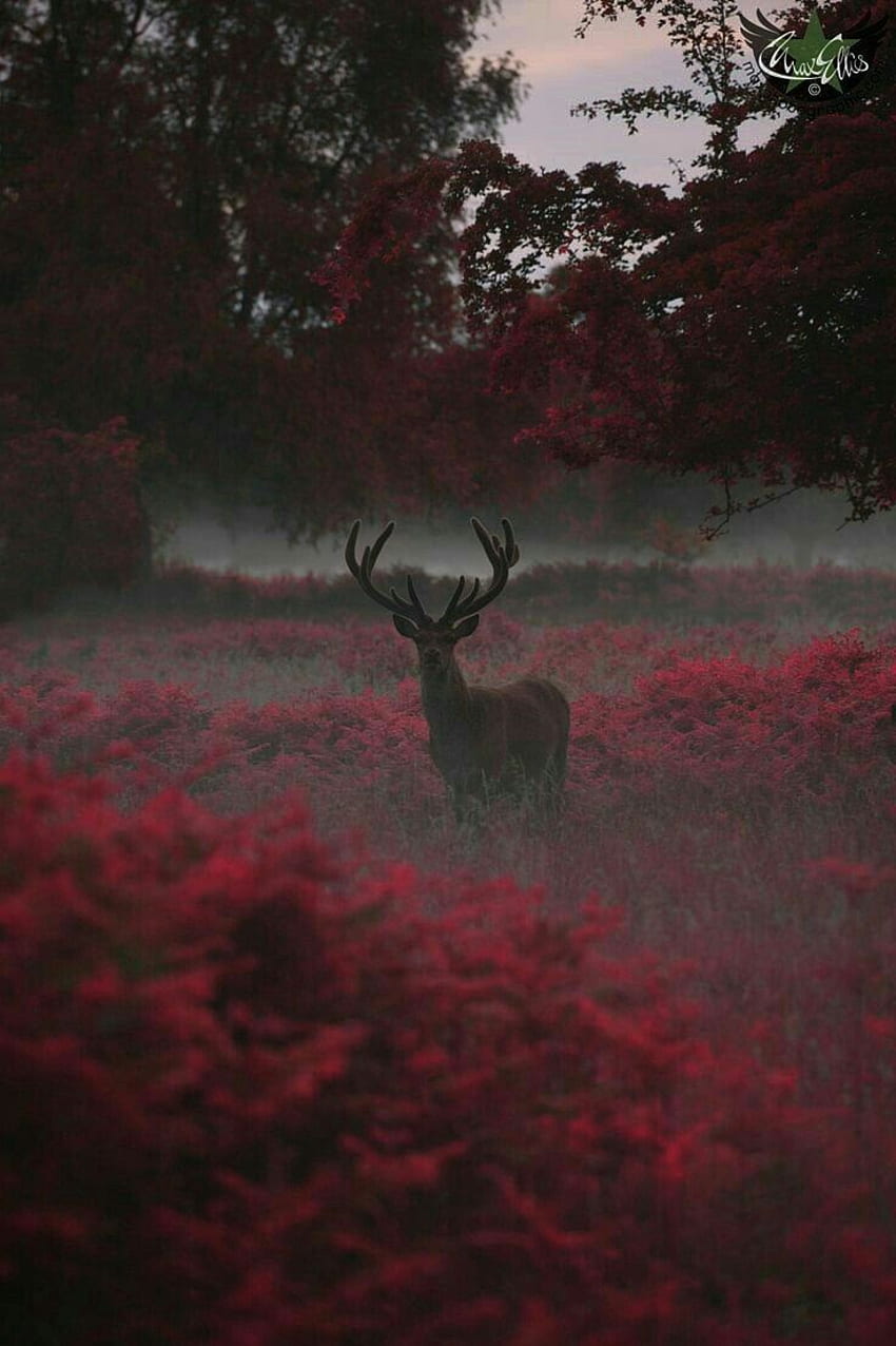 A deer standing in a field of red flowers - Deer