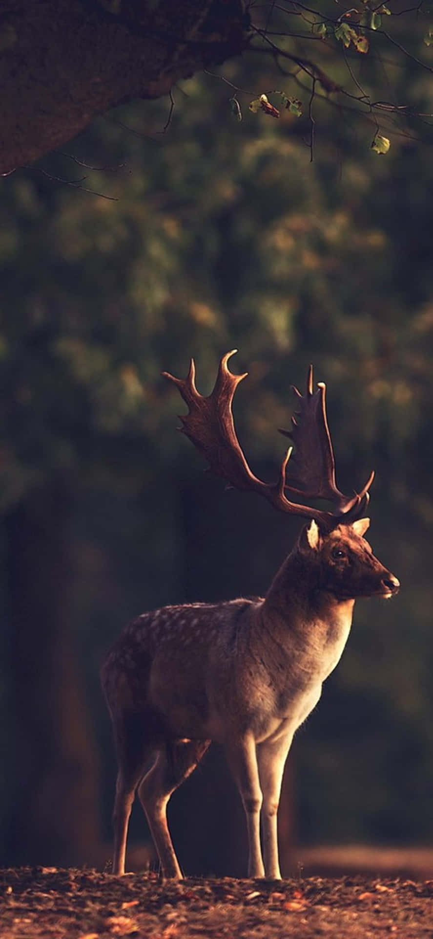A deer standing in the forest - Deer