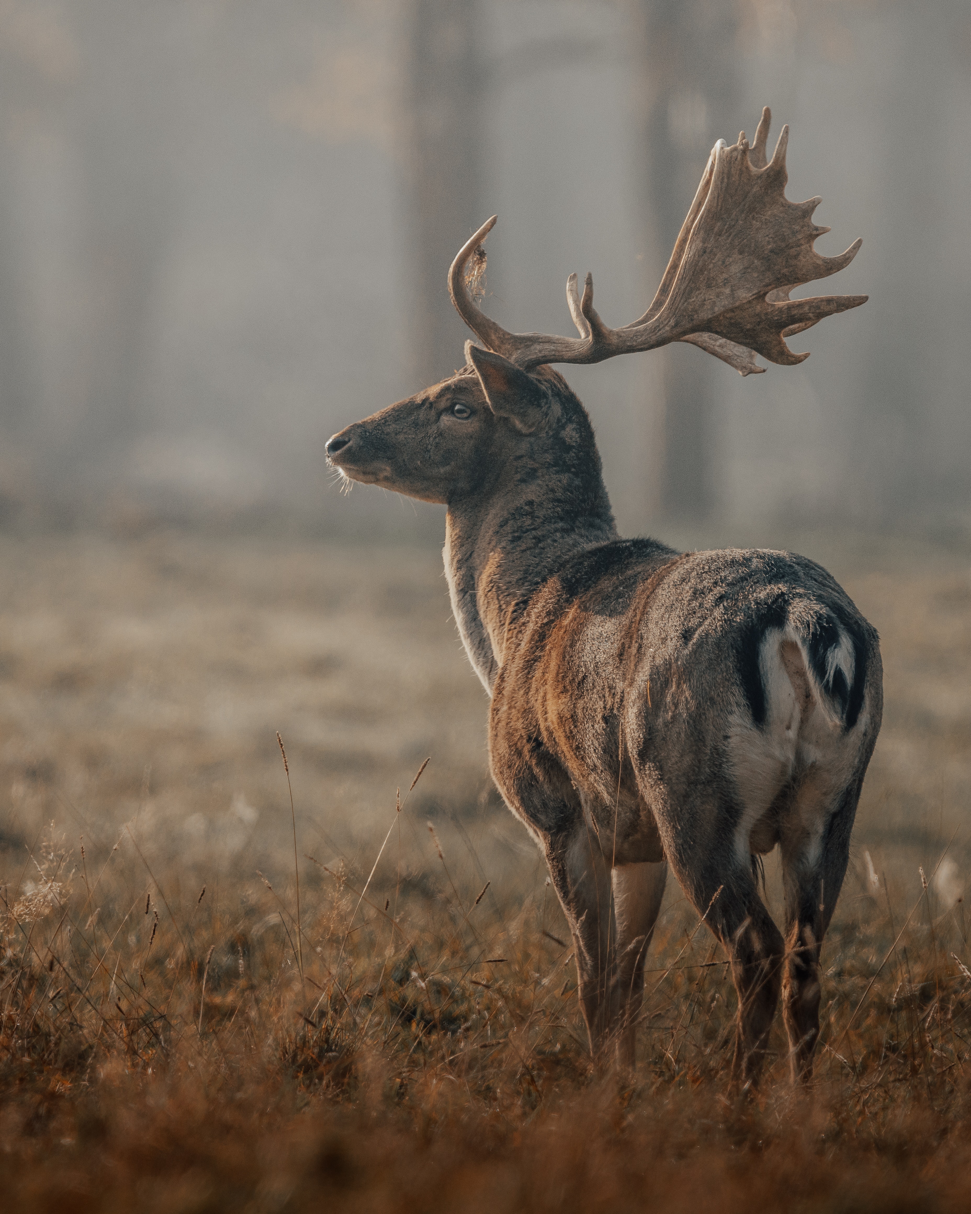 A deer with large antlers stands in a field - Deer