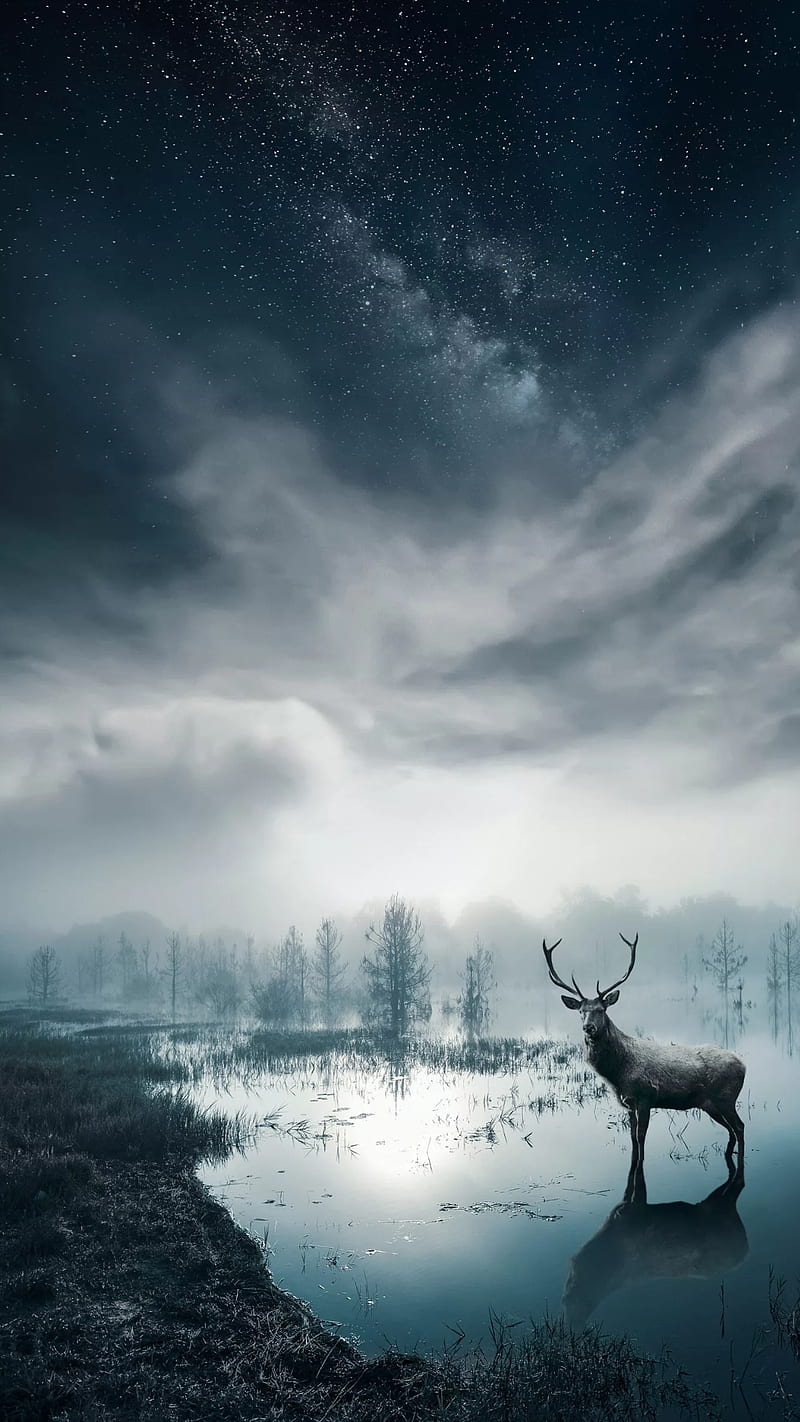 Lonely deer, animal, blue, deer, forest, river, sky, HD phone wallpaper