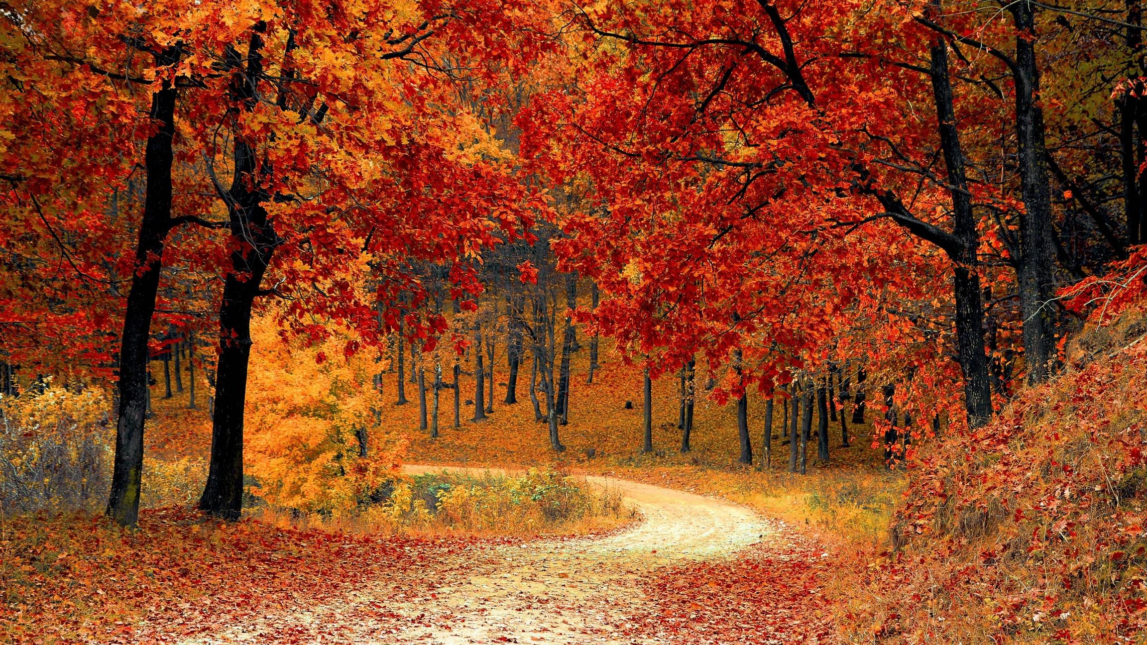 Autumn Wallpaper 4K, Red leaves, Forest, Nature