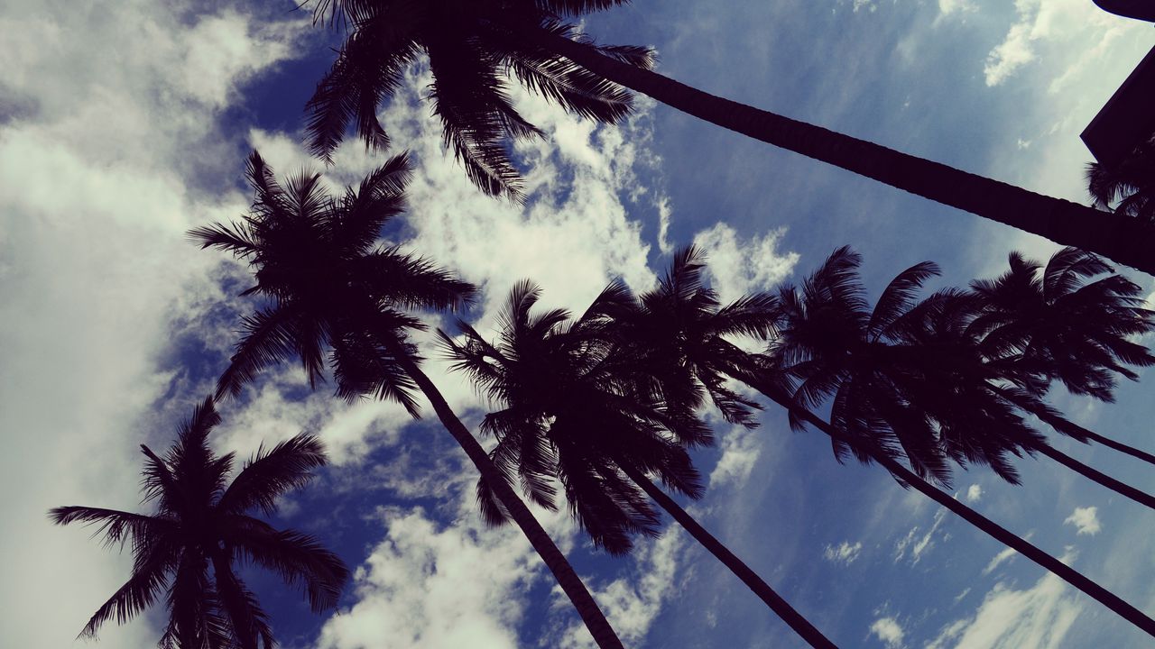 Download wallpaper 1280x720 palm trees, sky, clouds, trees, tropics hd, hdv, 720p HD background