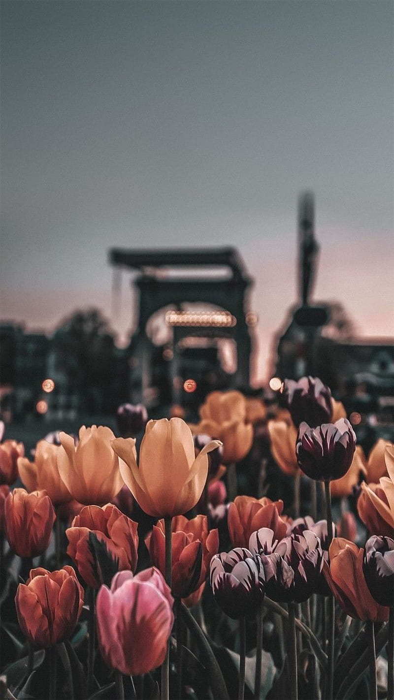 Tulips, city, HD phone wallpaper