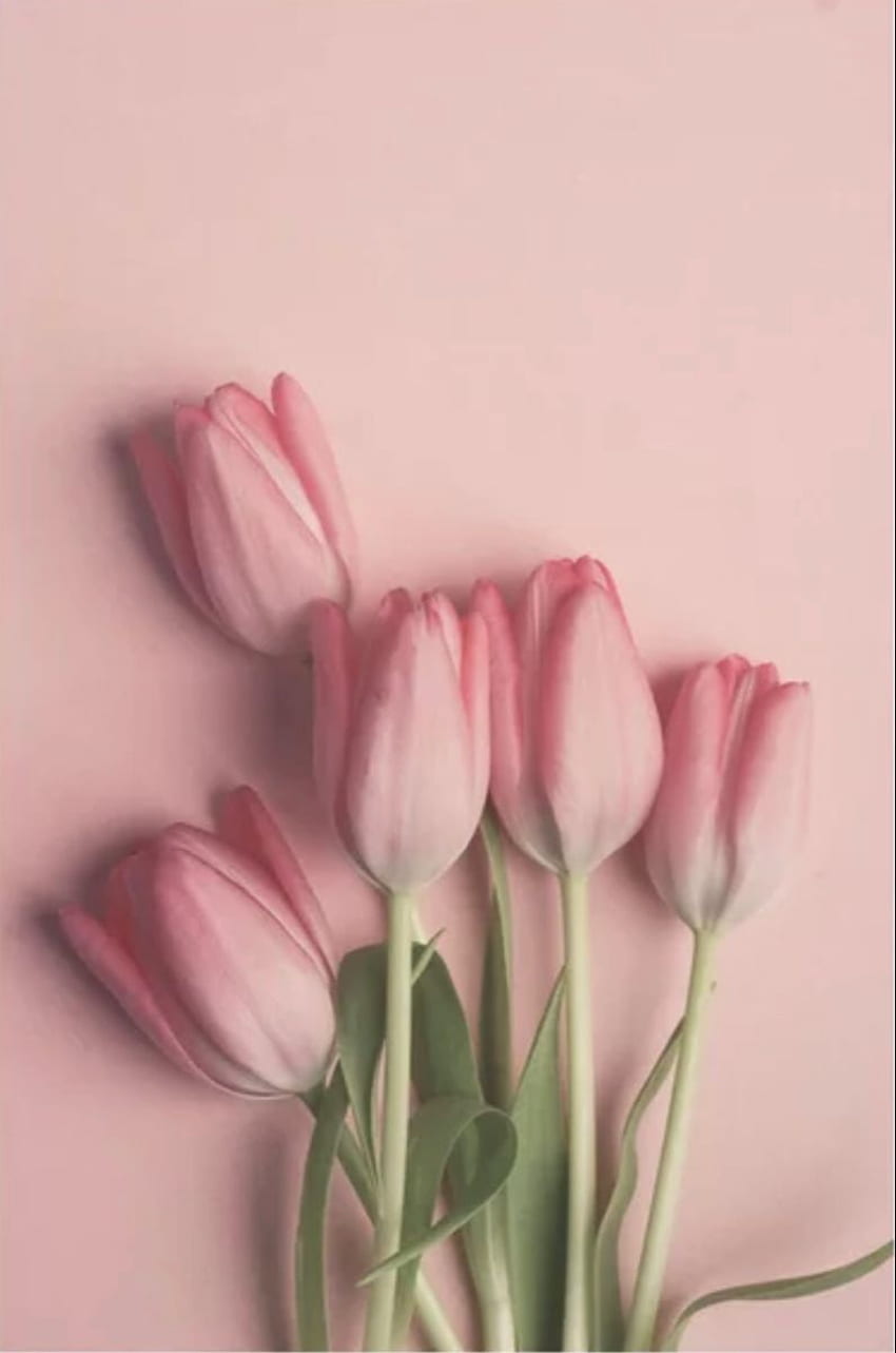 A bouquet of pink tulips on a pink background - Tulip