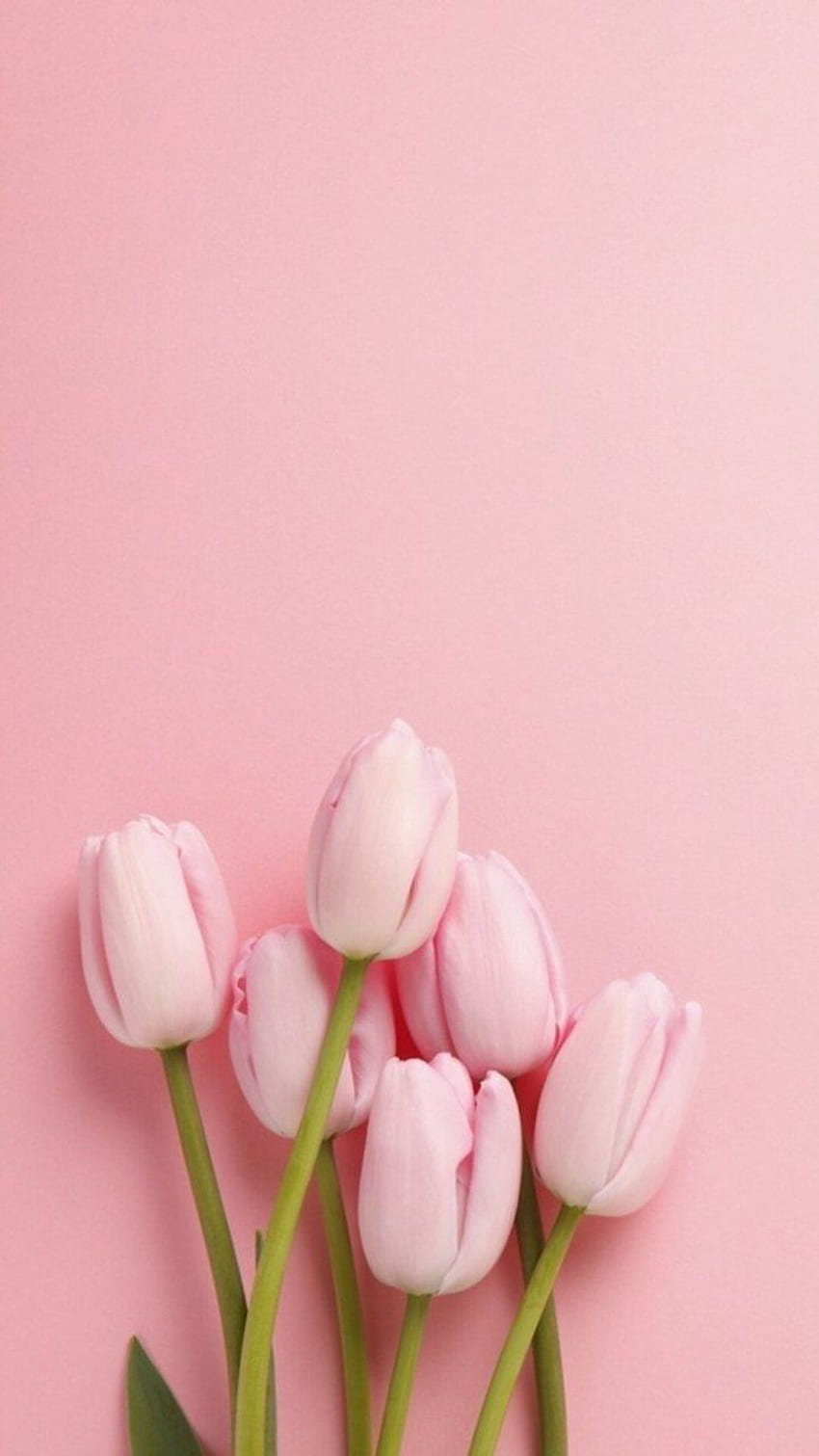 Pretty pink tulips. Nature iphone, Spring, Floral, Pastel Tulips HD phone wallpaper
