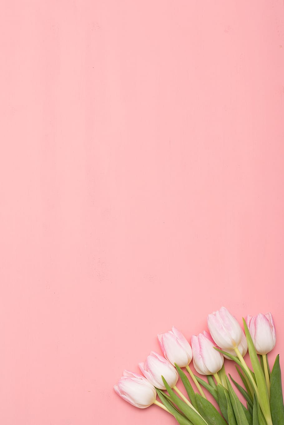 A pink background with white tulips - Tulip