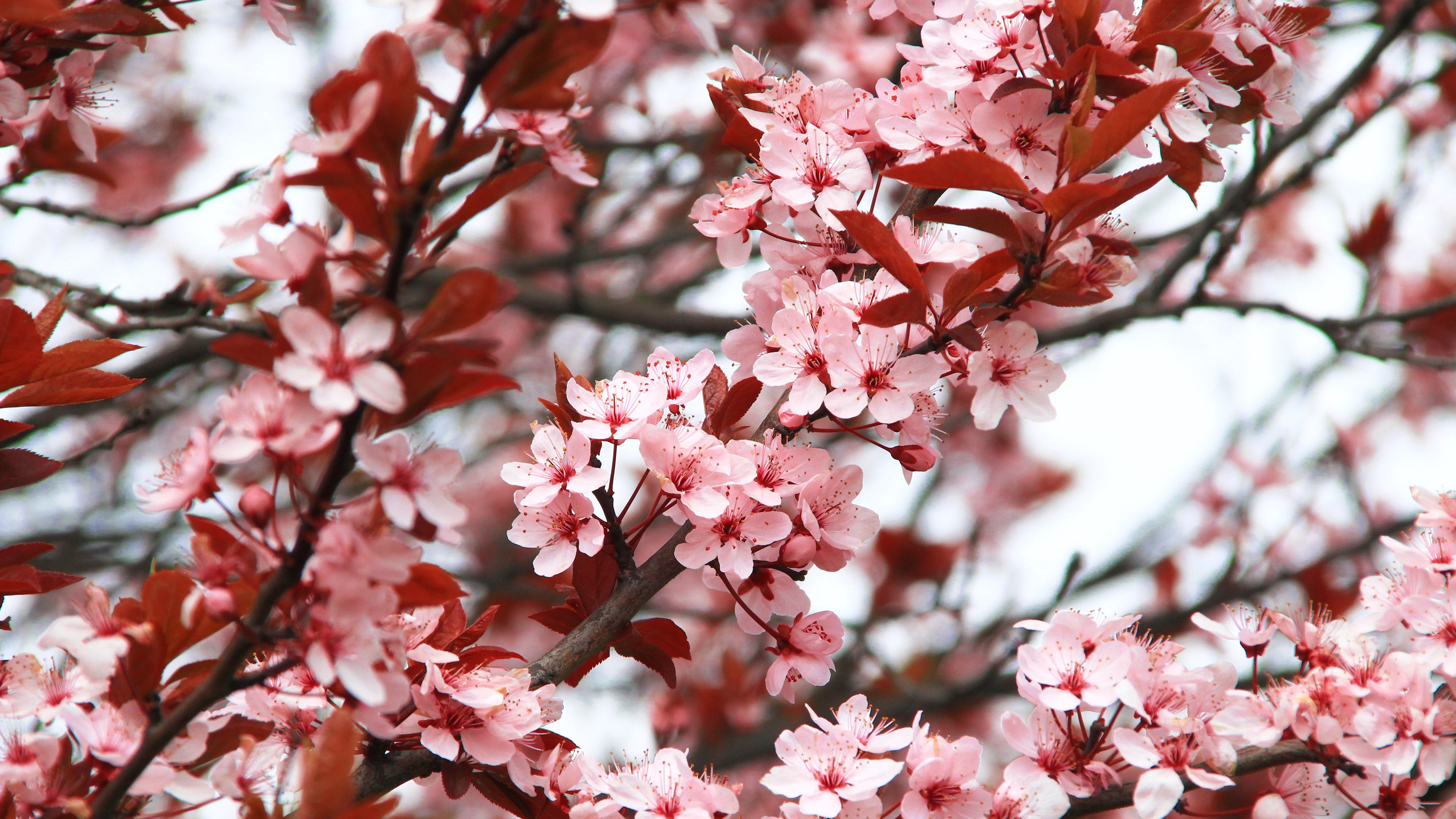 Cherry Blossom Flowers Wallpaper