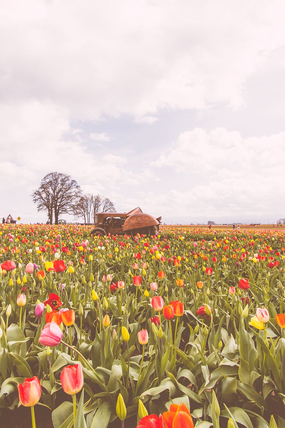 A field of tulips in the foreground with a farm house in the background. - Tulip