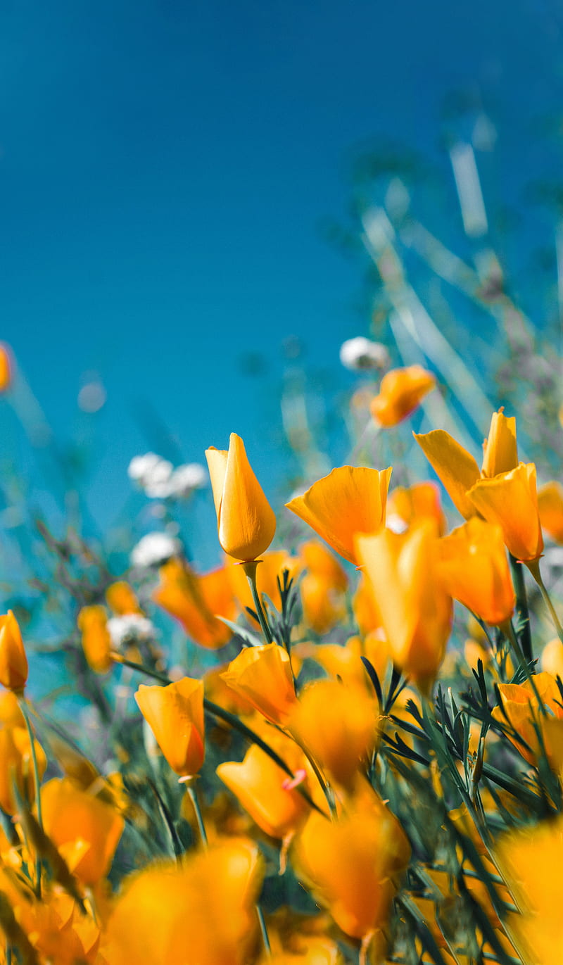 Yellow tulips, GreenNBloom, amazing day, amazing floers, blue, colorful day, HD phone wallpaper