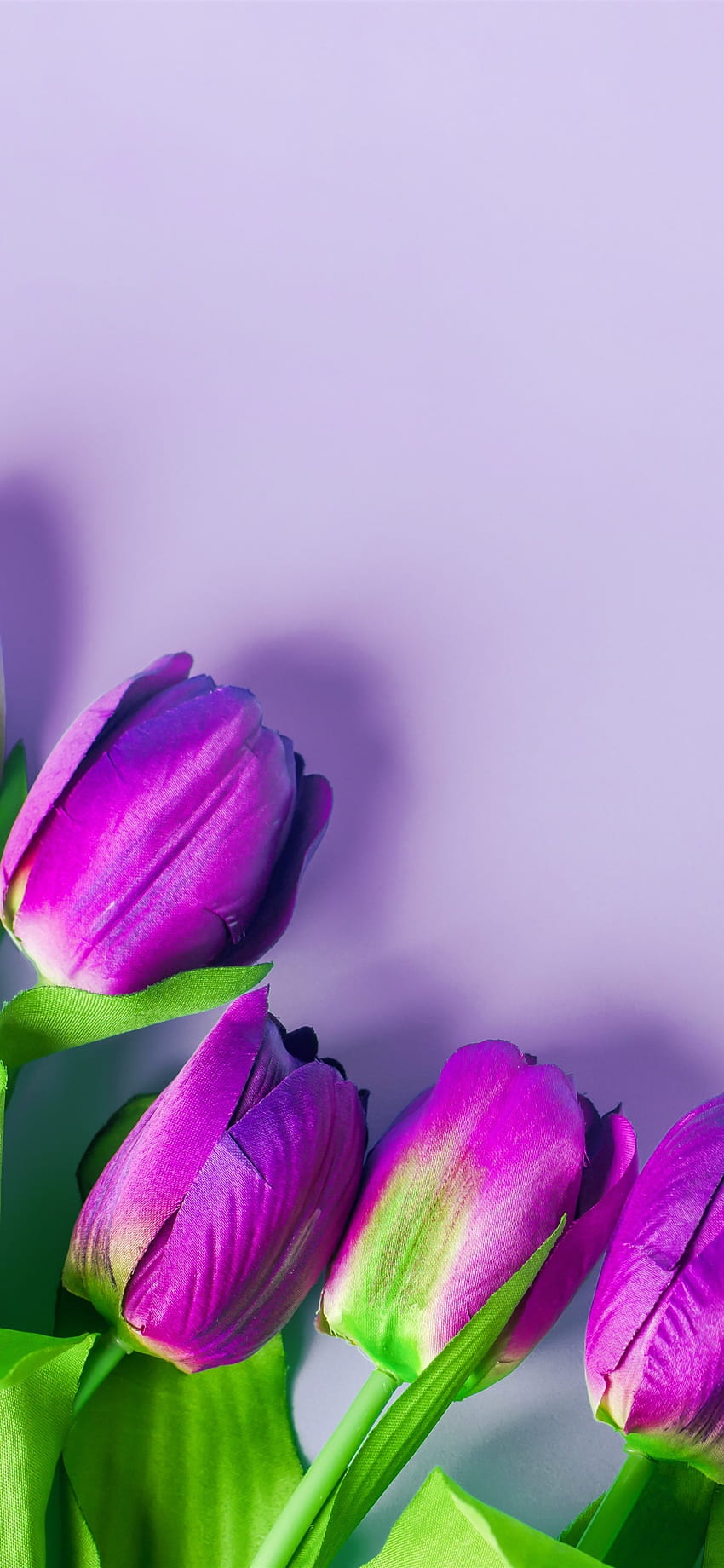 Purple Tulips, Flowers, Light Pink Background 1242x2688 IPhone 11 Pro XS Max, Background, Dark Purple Tulip Iphone HD Phone Wallpaper