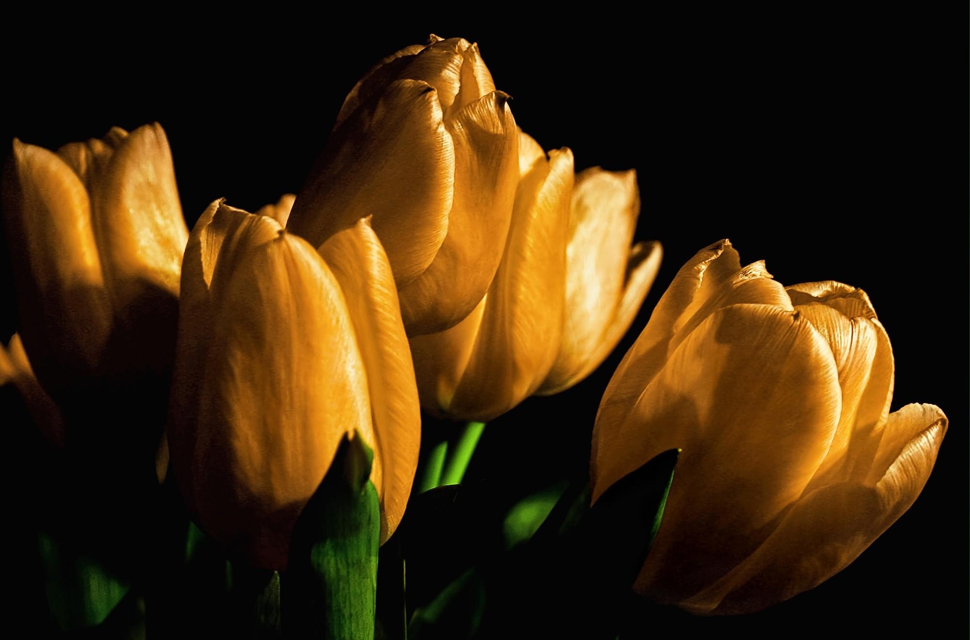 Wallpaper : black background, flowers, tulips, yellow, light, leaf, flower, tulip, flora, petal, buds, land plant, flowering plant, close up, macro photography, plant stem 2000x1320
