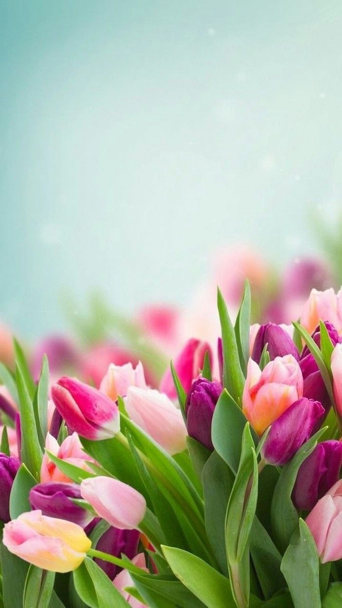 Bouquet of pink and purple tulips, green leaves, cute backgrounds for girls, blue background - Tulip