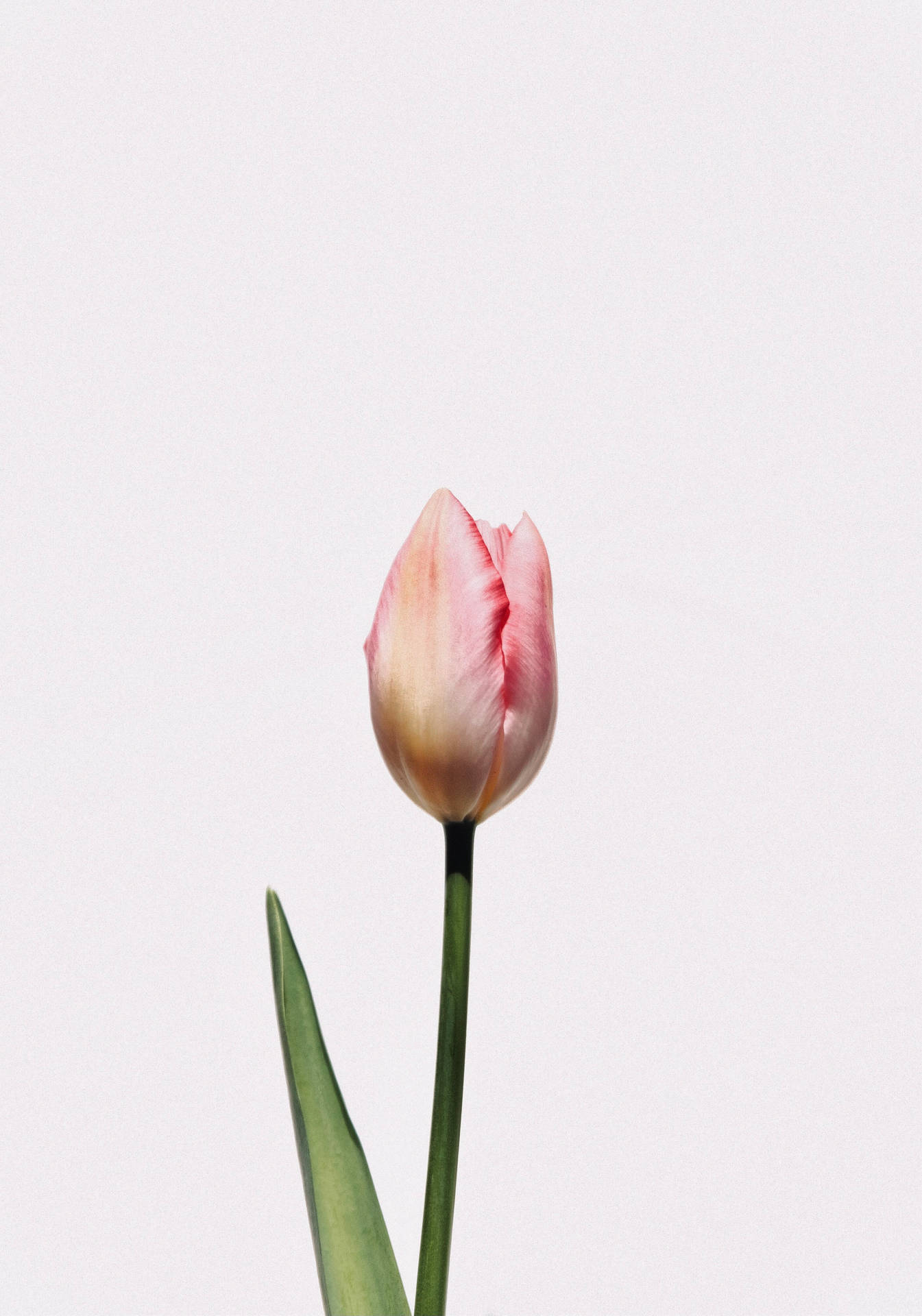 A pink tulip flower with a green stem and leaves against a white background - Tulip