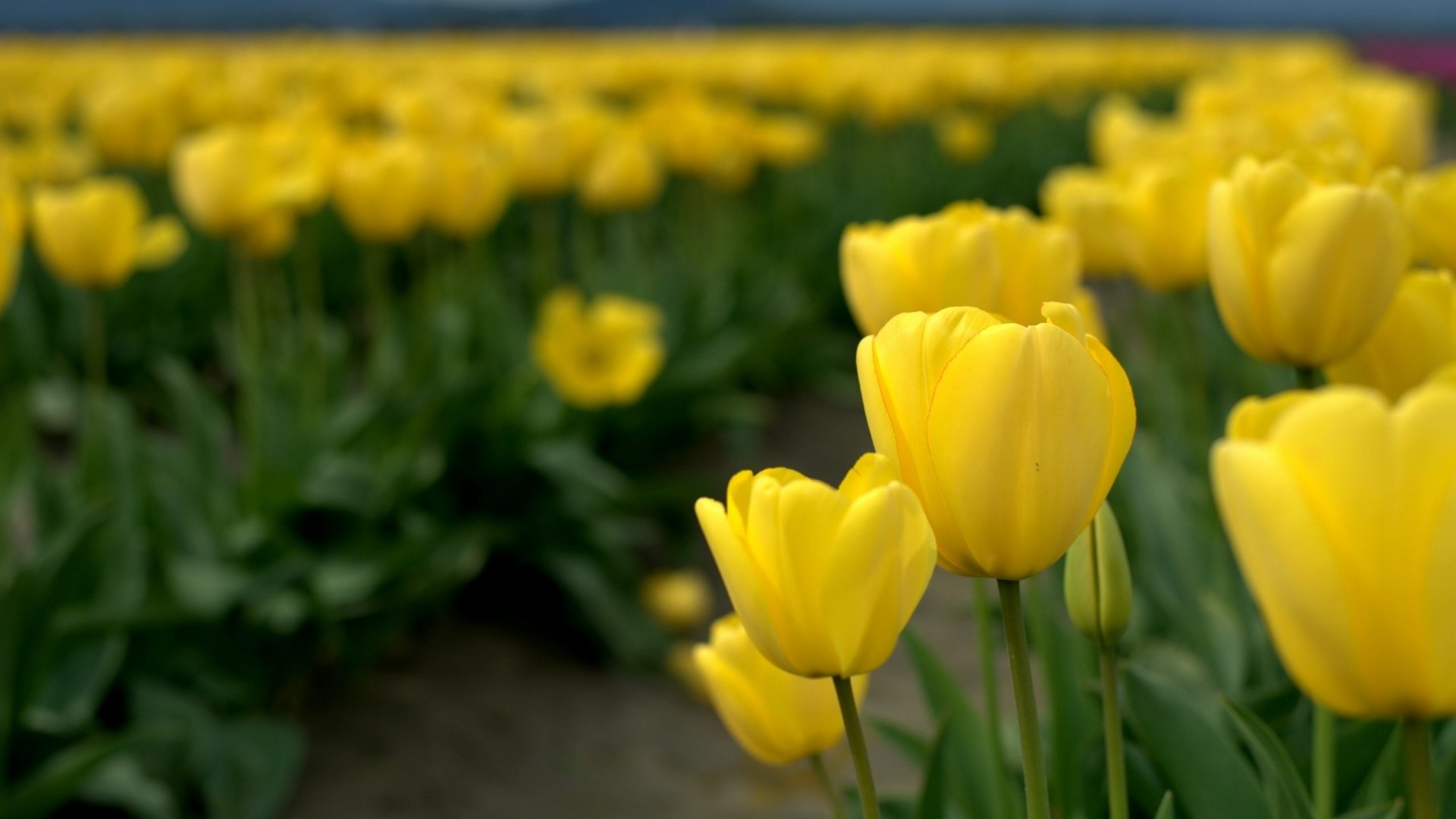 A field of yellow flowers in bloom - Tulip