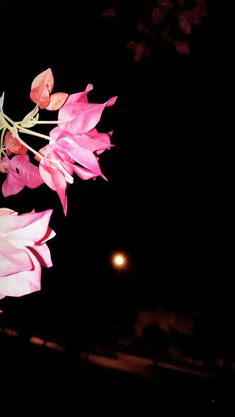 Flower, tulip, dark, night, click, rose, pretty, HD phone wallpaper