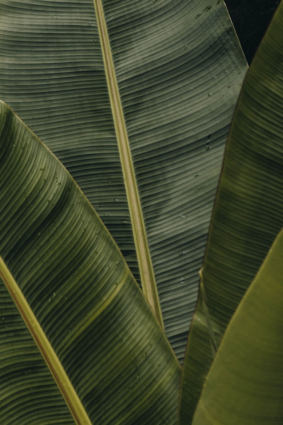 HD wallpaper: green banana leaves, leaf, leaf texture, plant, palm, nature
