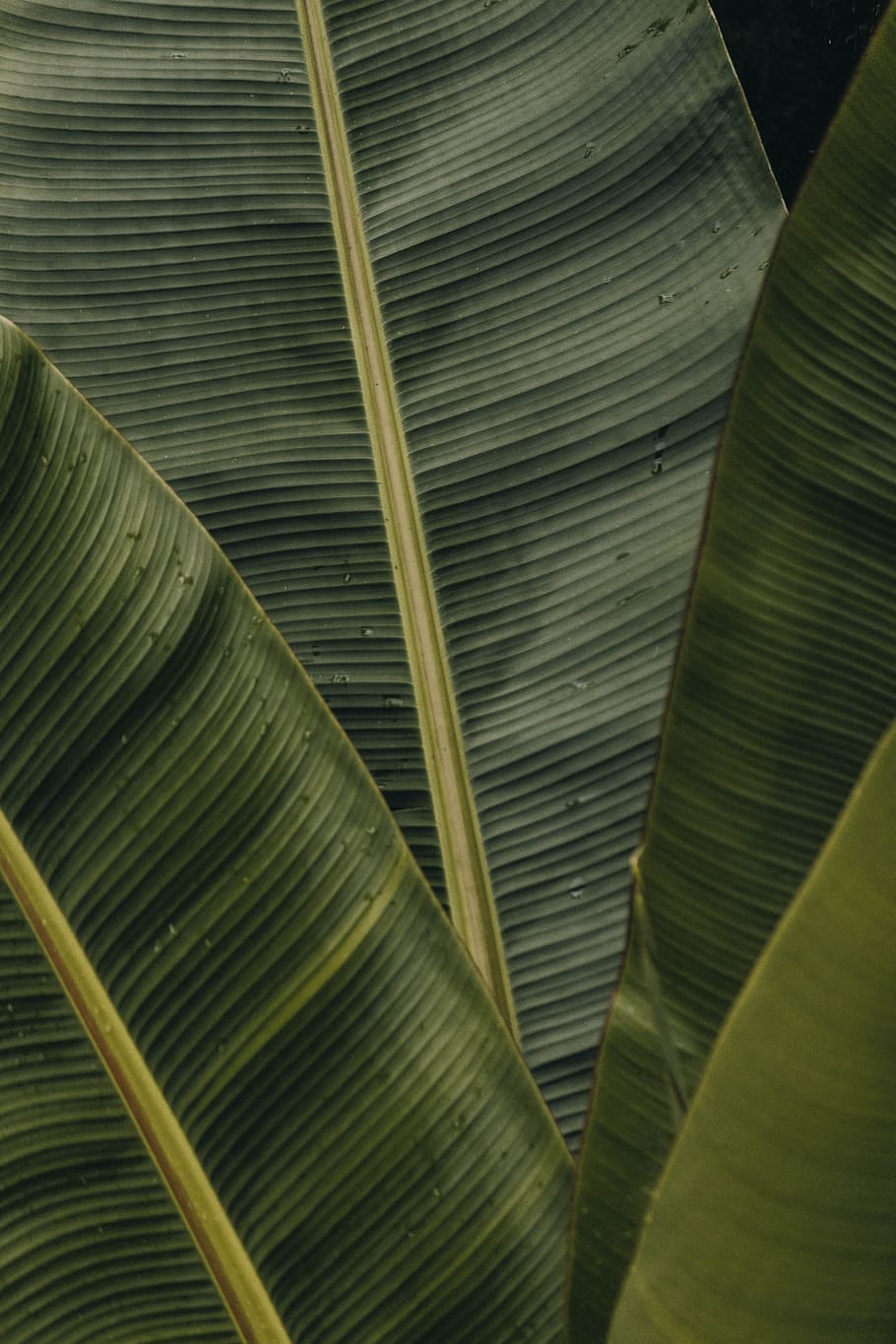 A close up of some banana leaves - Banana